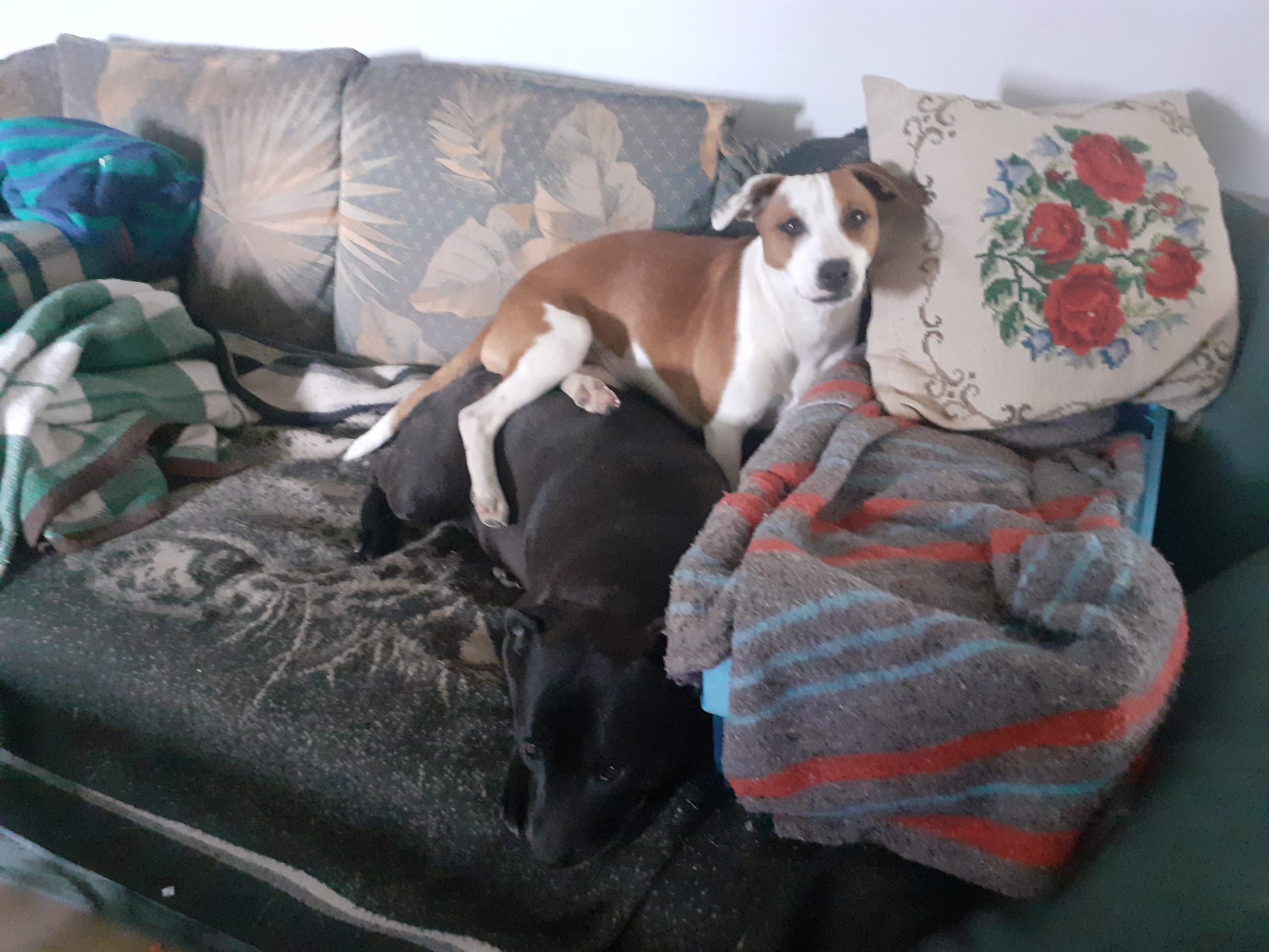 Dansk-svensk gårdshund/Staffordshire bullterrier · Lerdala · Kampavall