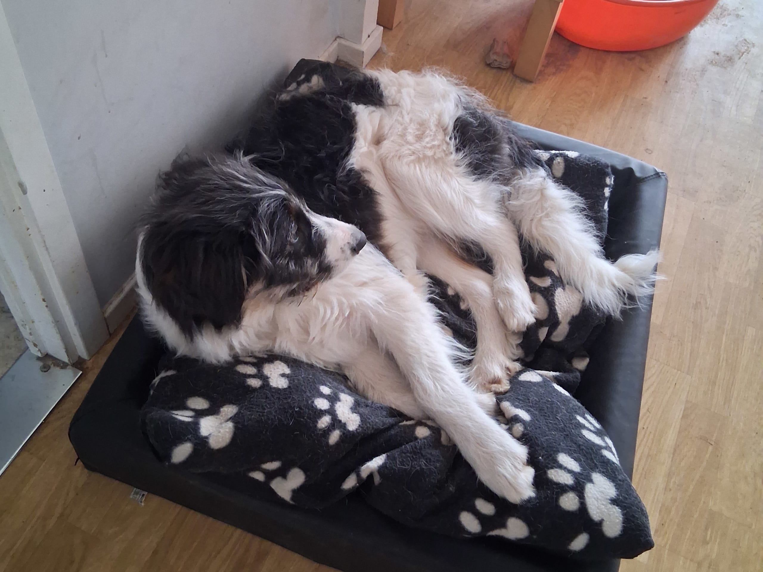 Border collie blandning · Järnforsen · Carina Elenora Elisabeth J.