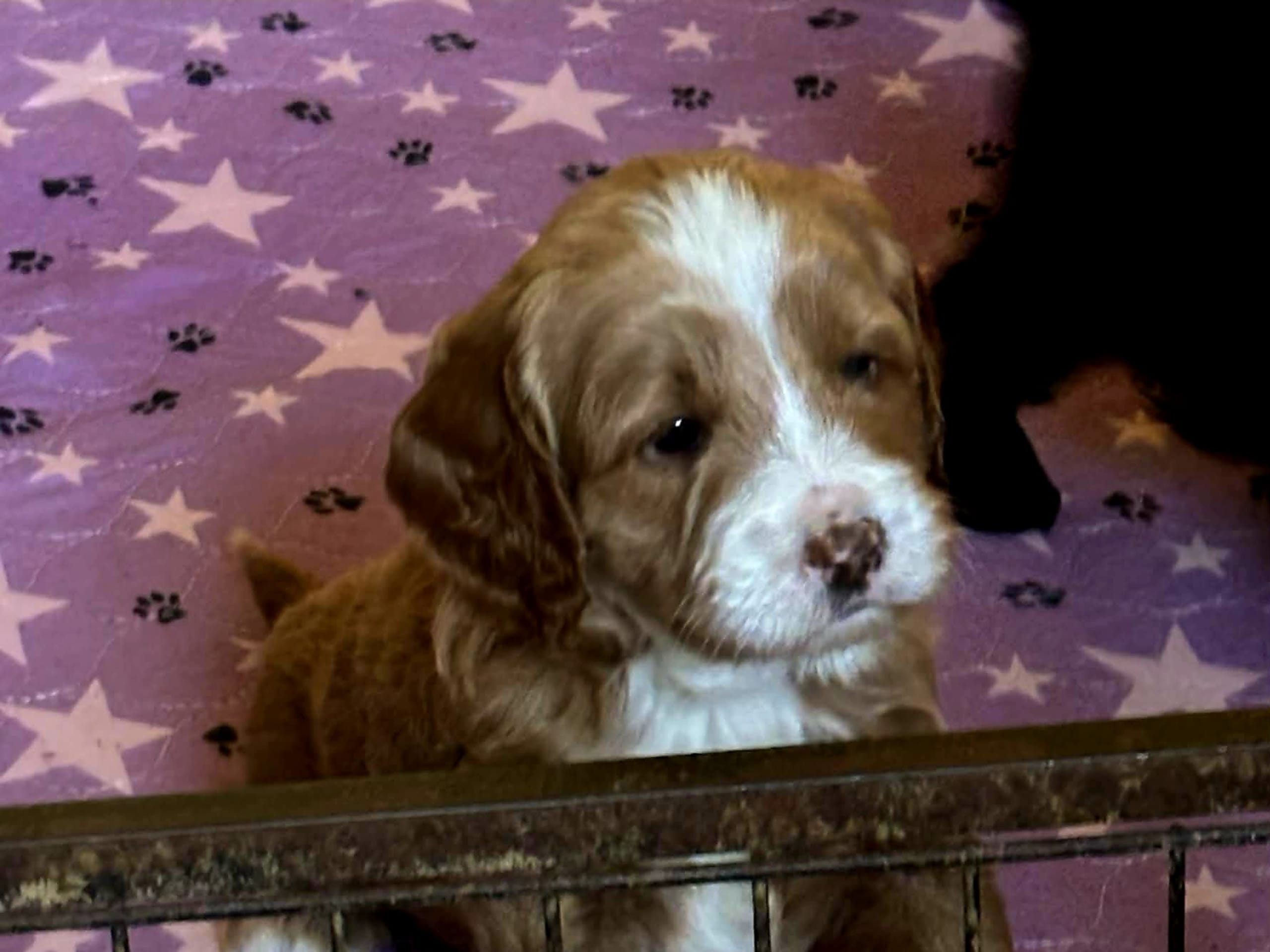 Labradoodle