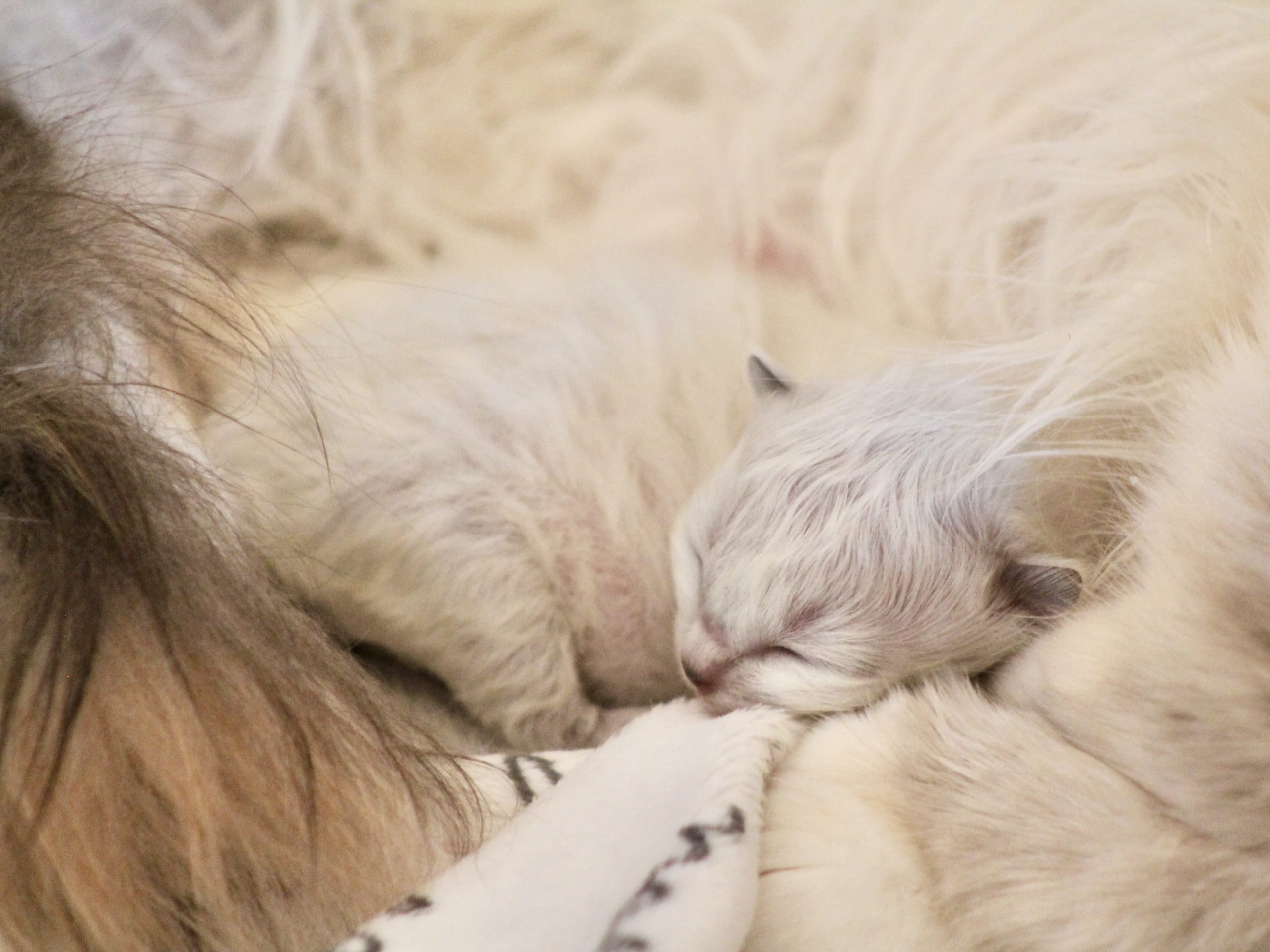 Helig birma / ragdoll · Henån · Olivia F.