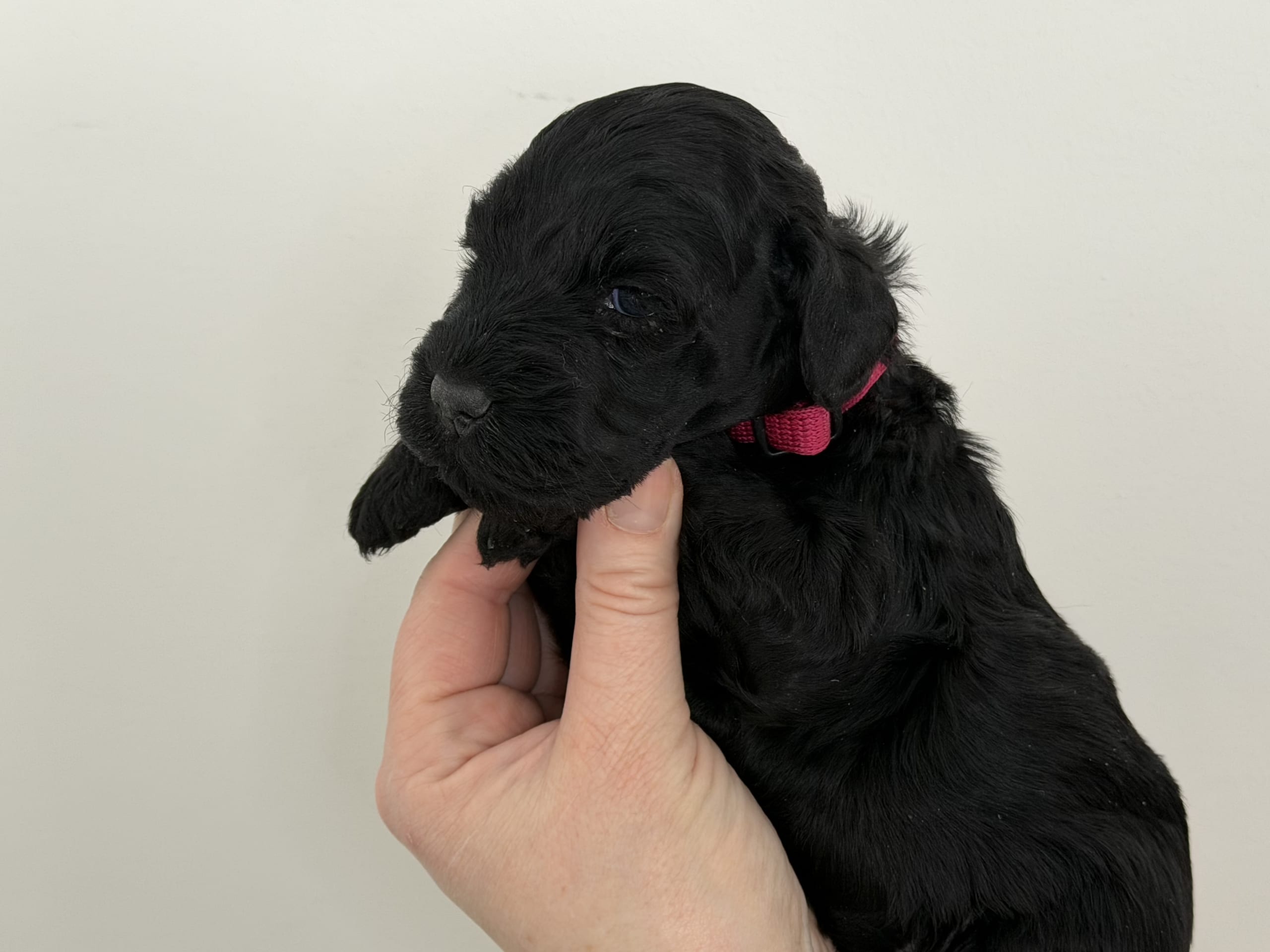 Kerry blue terrier