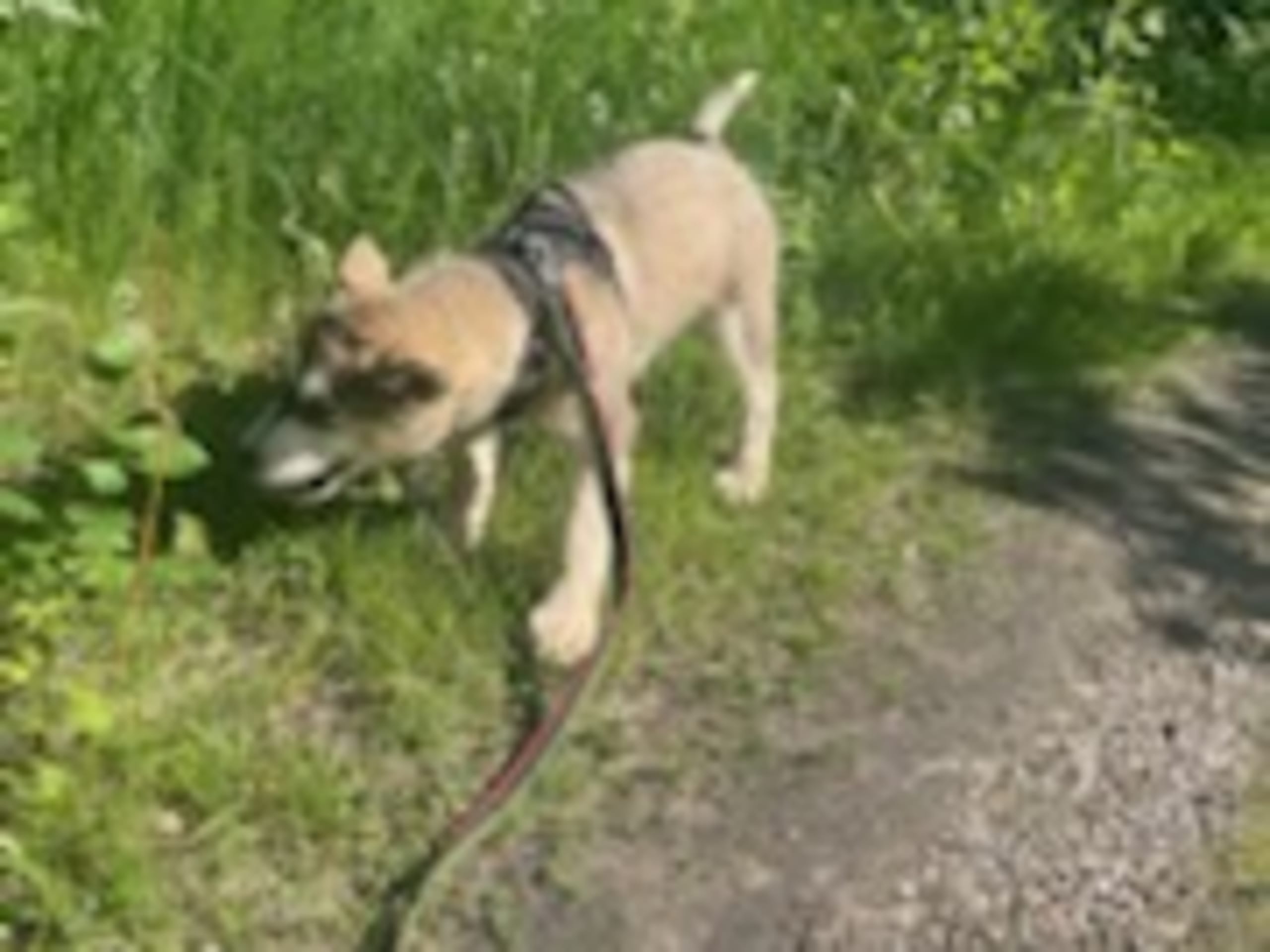 Alaskan malamute