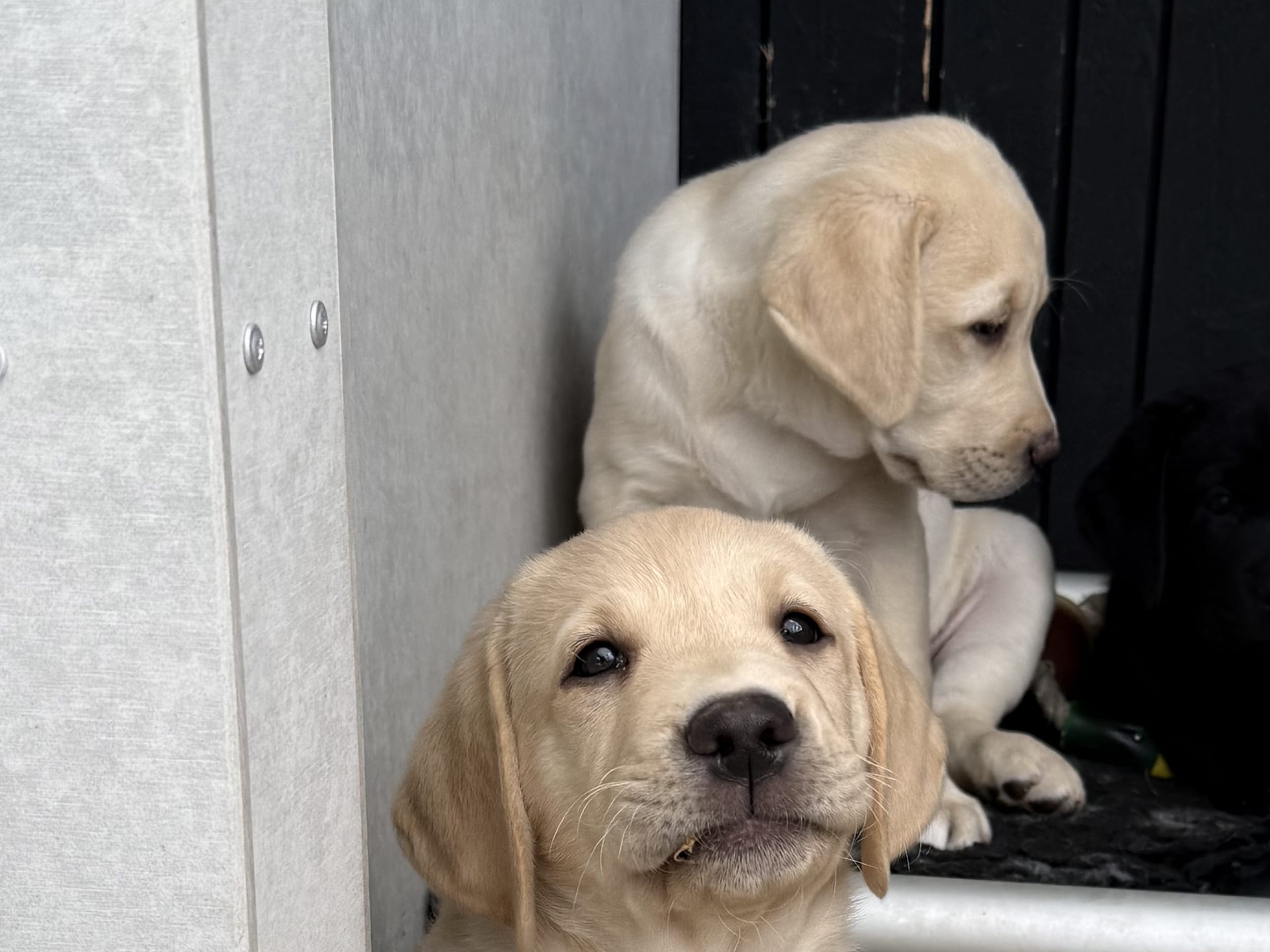 Labrador retriever · Billdal · Ekbrynet’s kennel