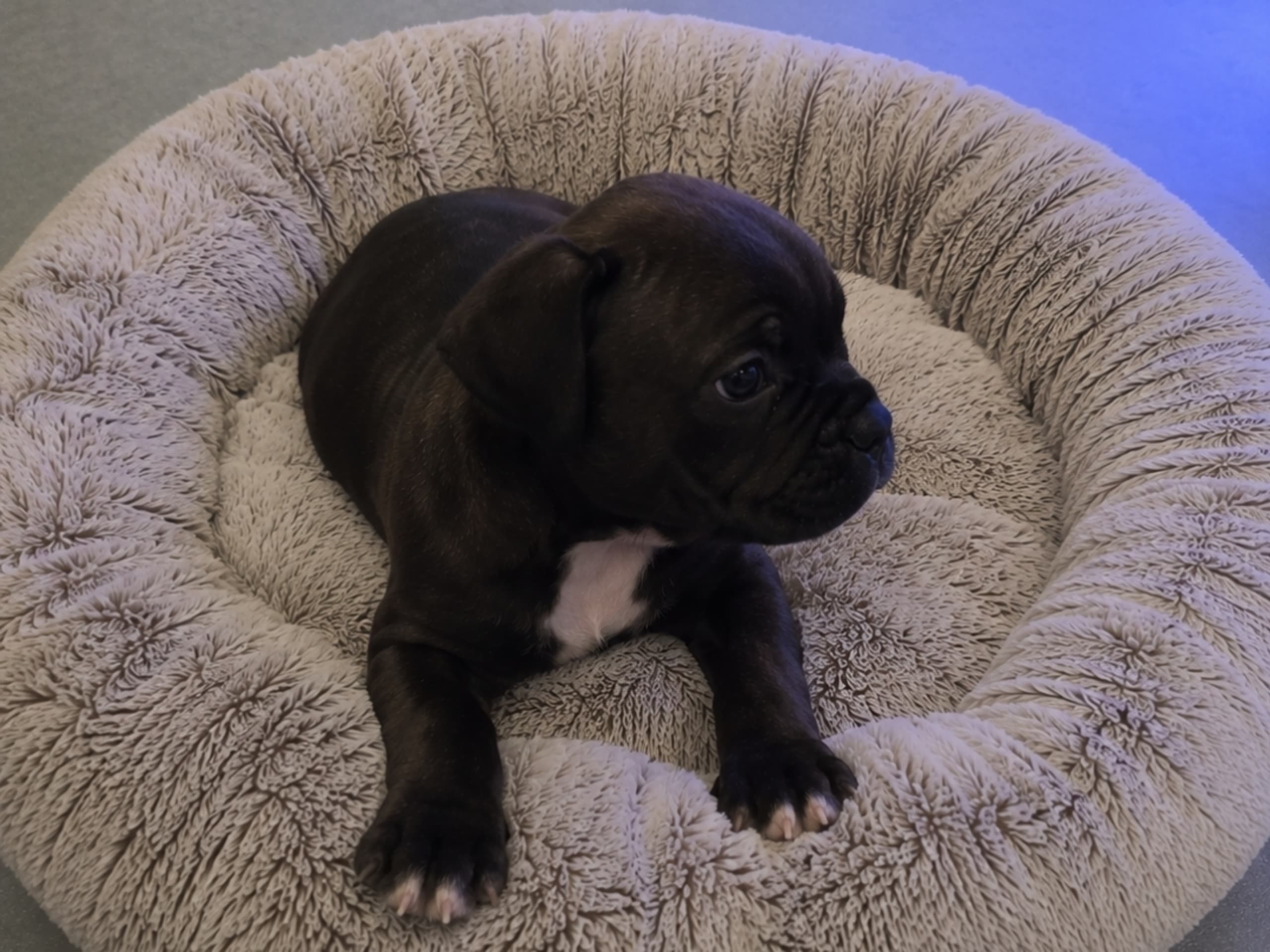 Staffordshire bull terrier · Lillkyrka · Stormhjärta