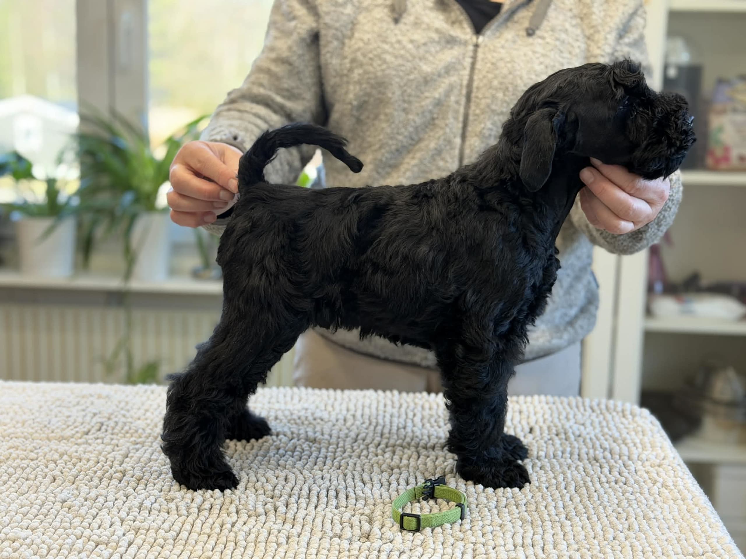 Kerry blue terrier