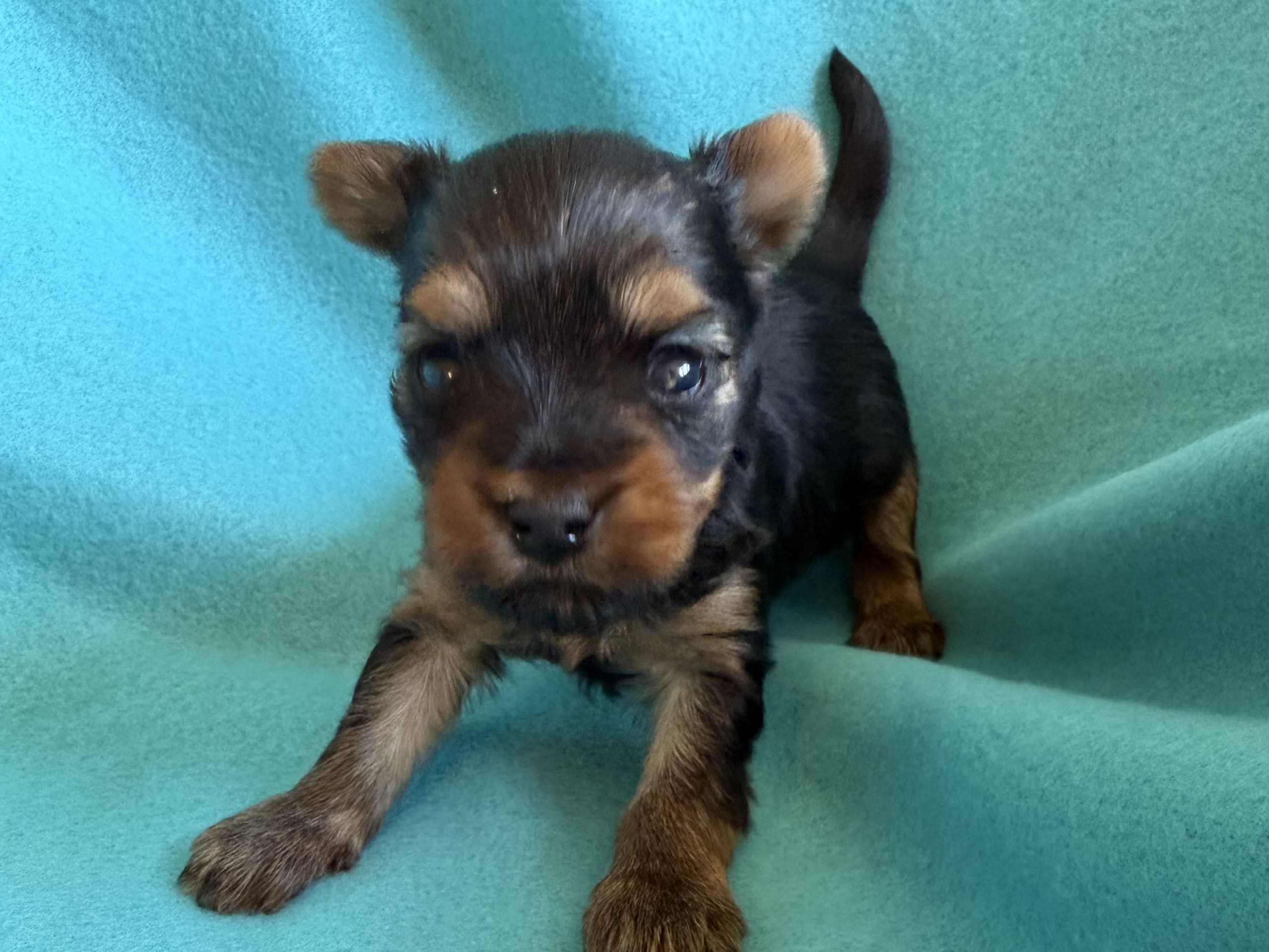 Yorkshireterrier · Tumba · Patricia P.