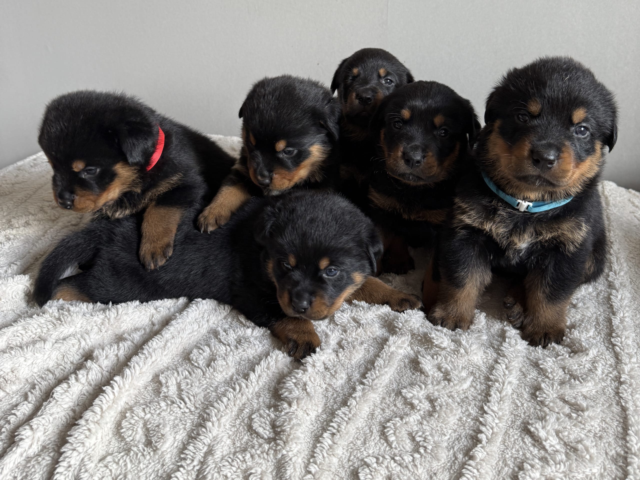 Rottweiler/American Bully XL · Gärsnäs · Helena L.