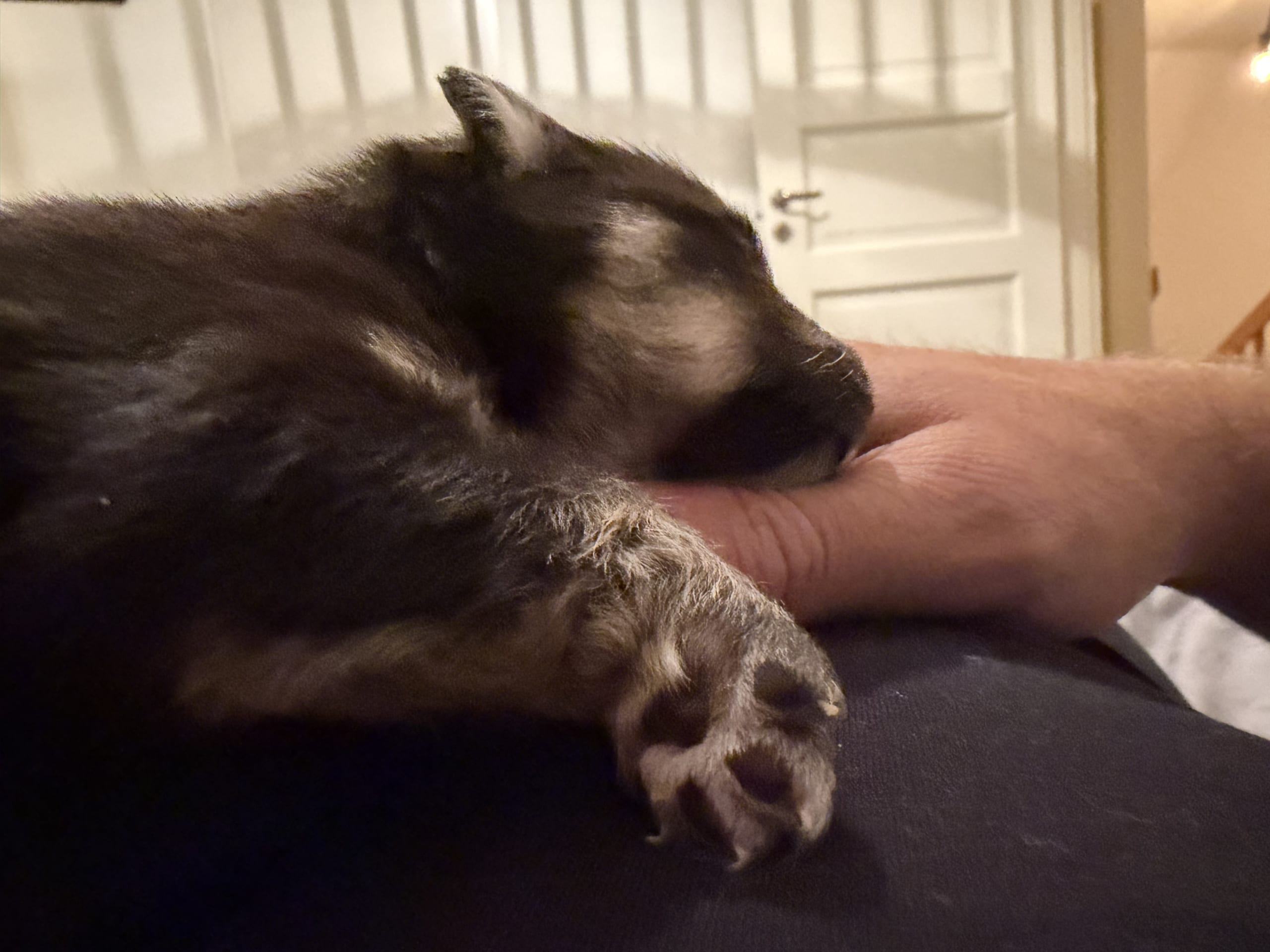 Finsk lapphund