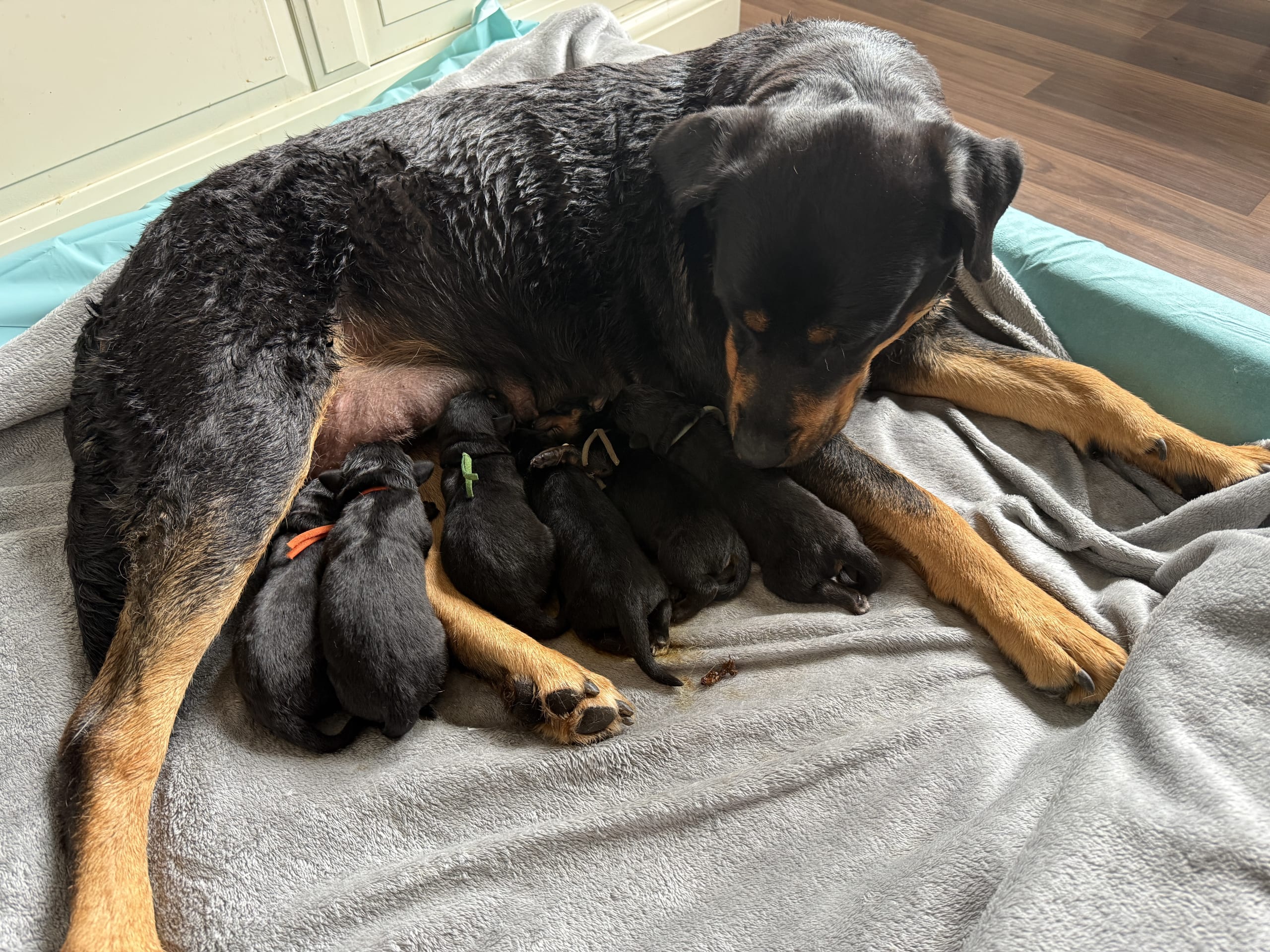 Rottweiler/American Bully XL · Gärsnäs · Helena L.