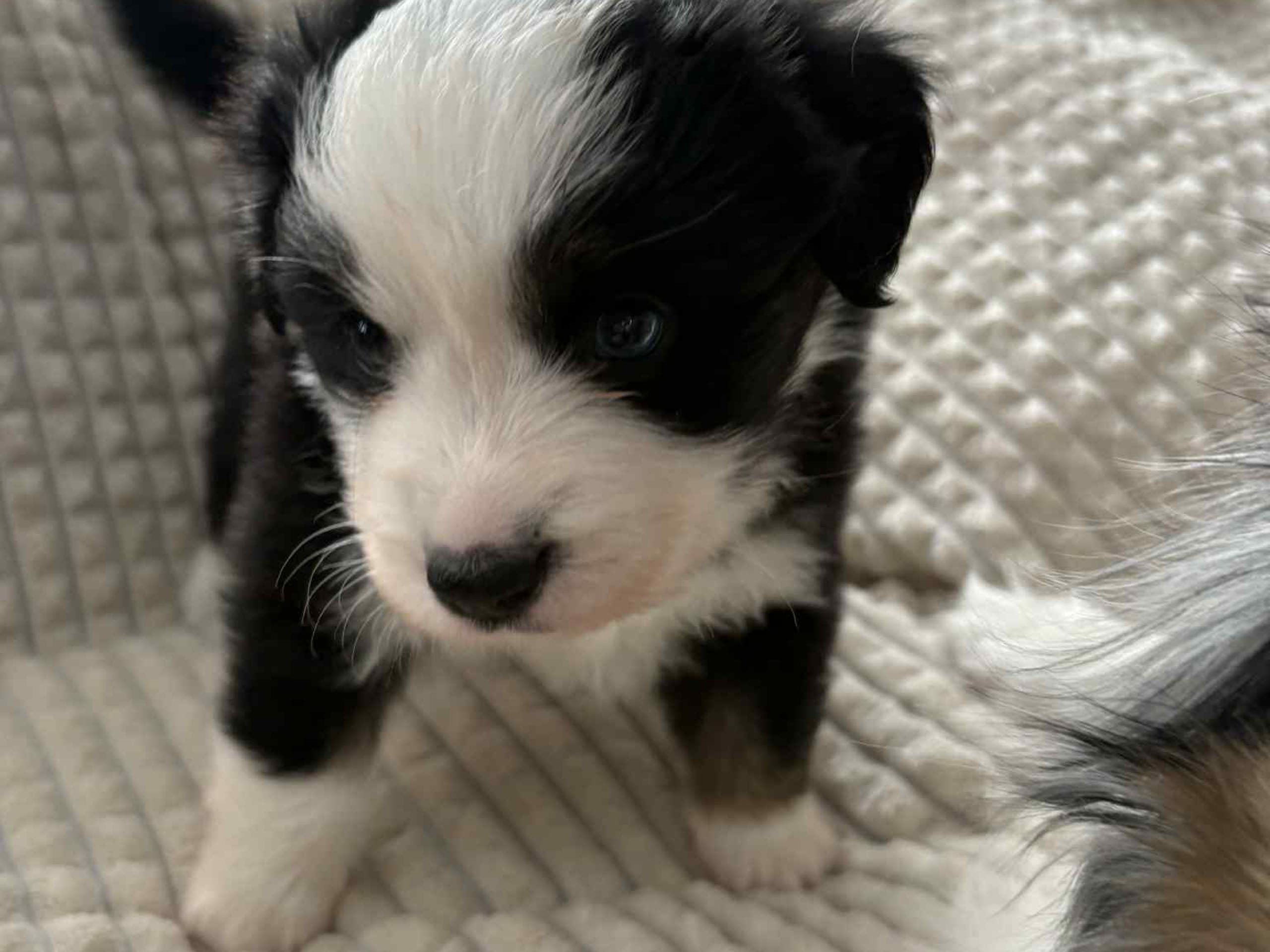 Miniature american shepherd