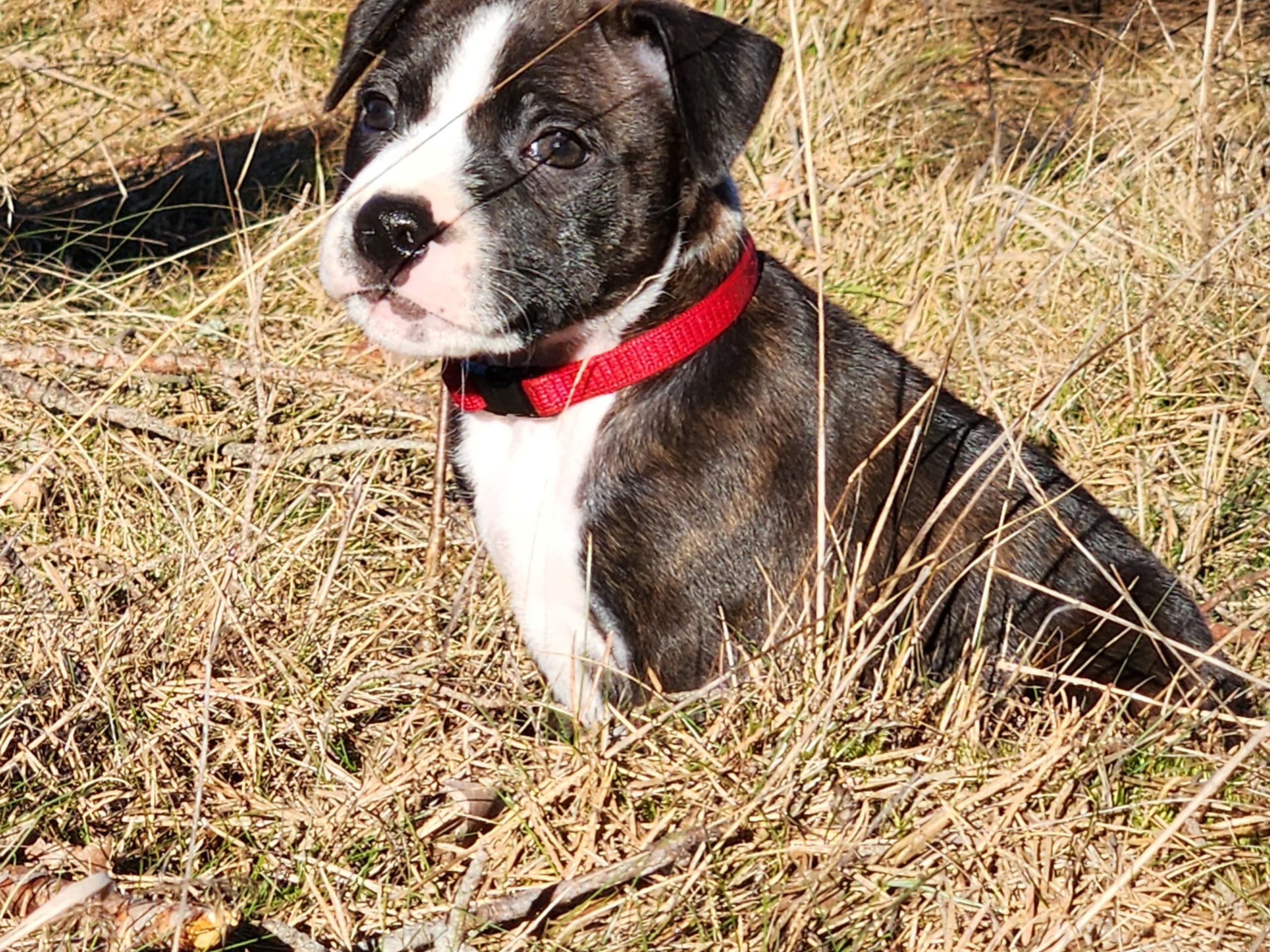 Staffordshire Bull Terrier · Katrineholm · Ozkagården's