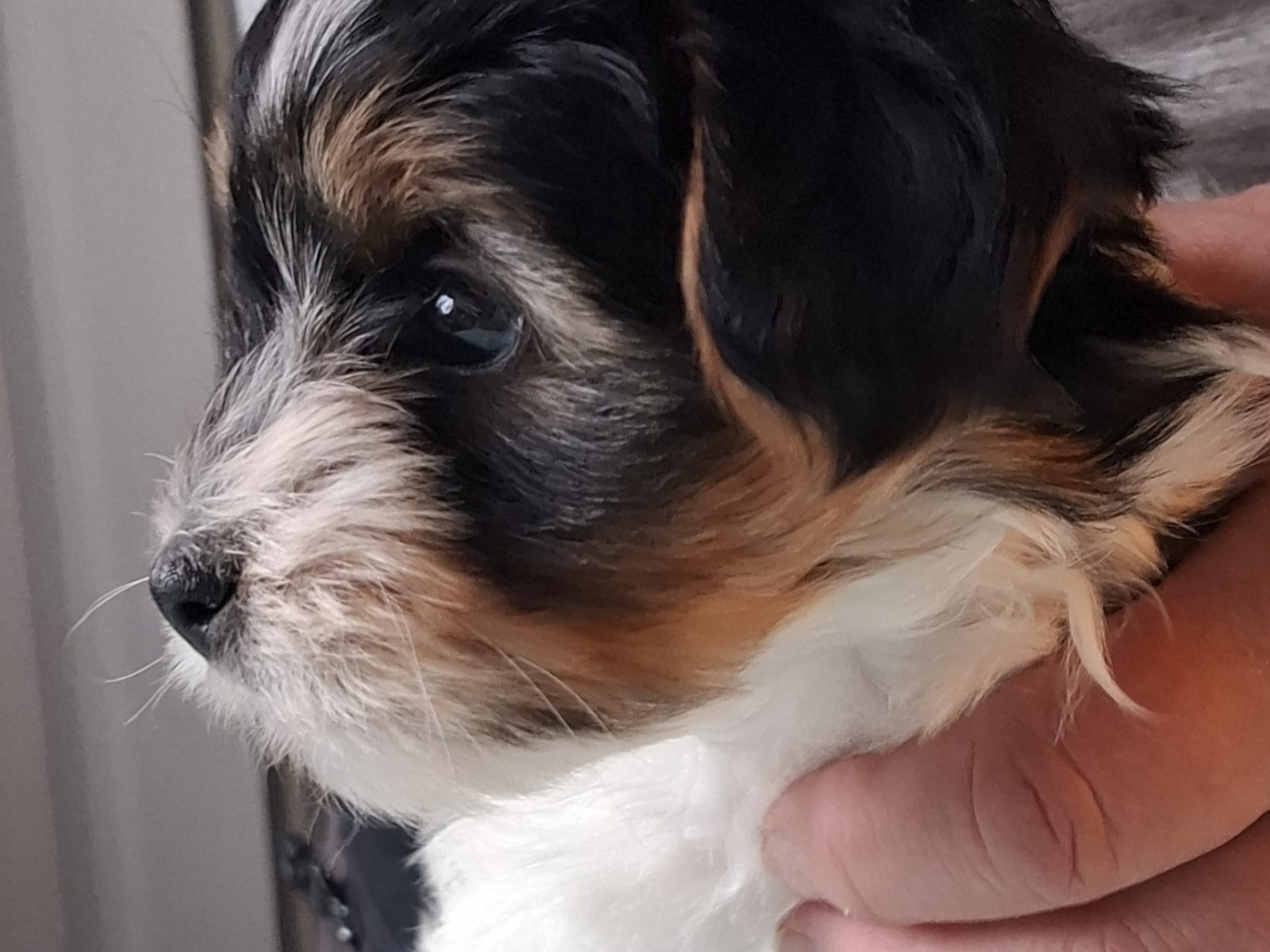 Biewer terrier