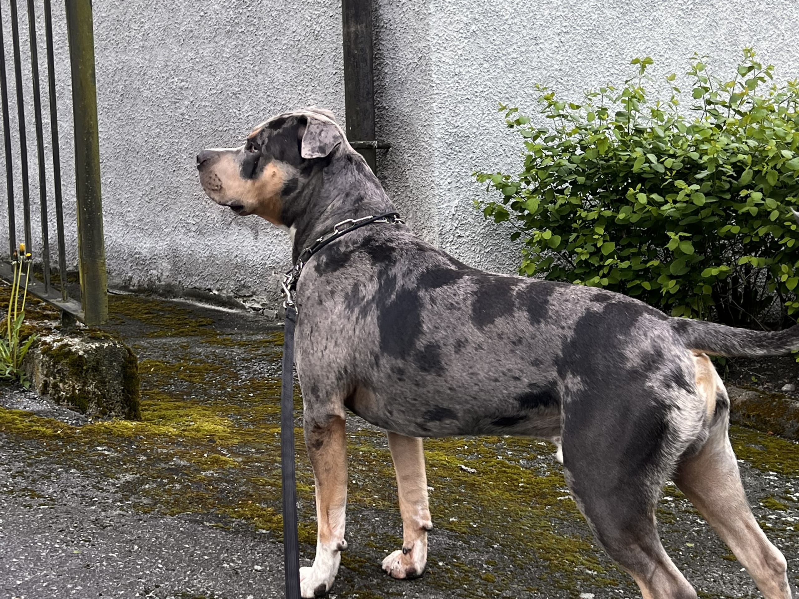American bully · Sollentuna · Raul C.