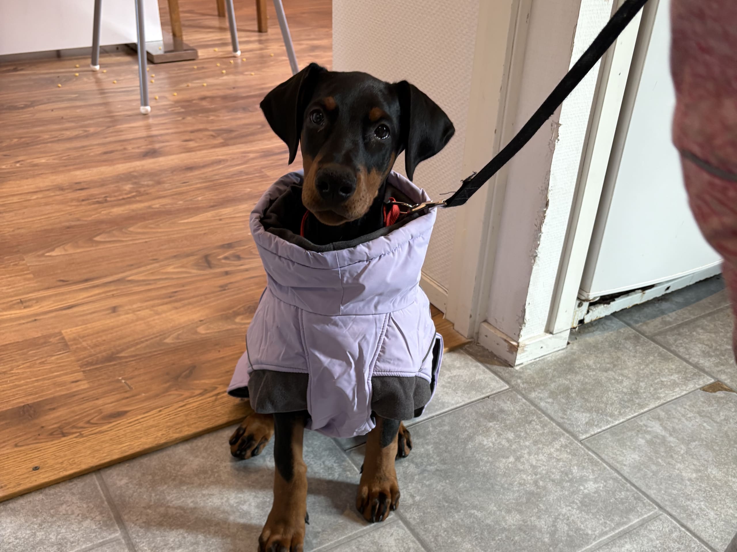 Dobermann