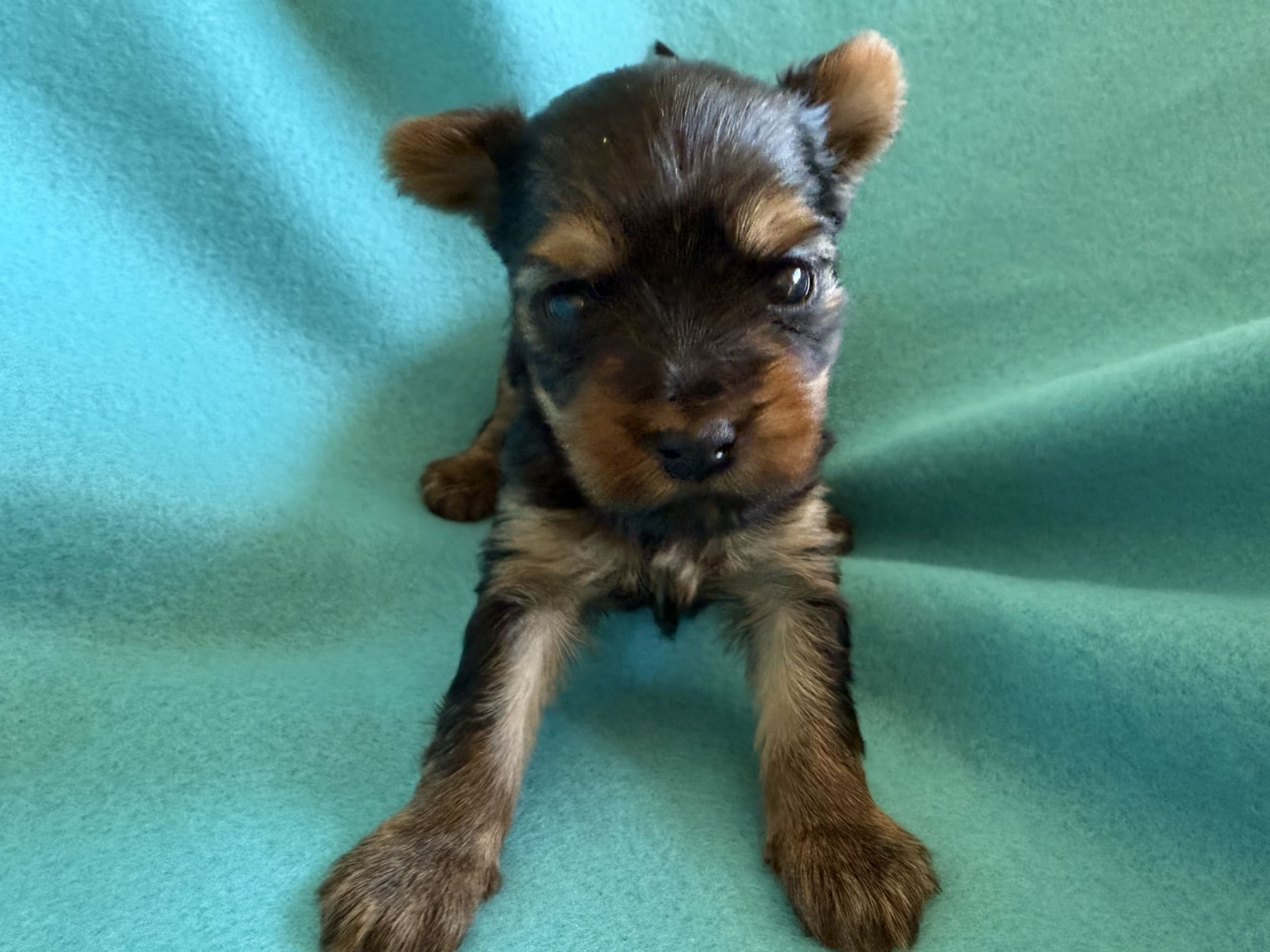 Yorkshireterrier · Tumba · Patricia P.