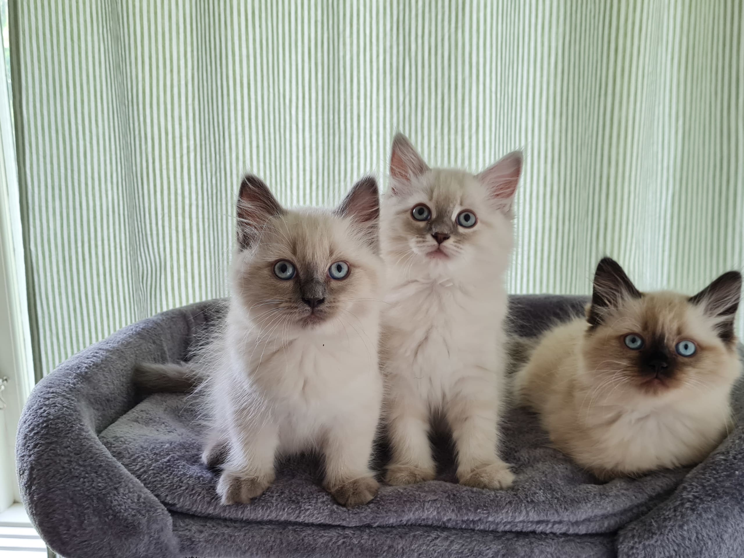 Ragdoll/Neva masquerade · Alunda · Annika S.