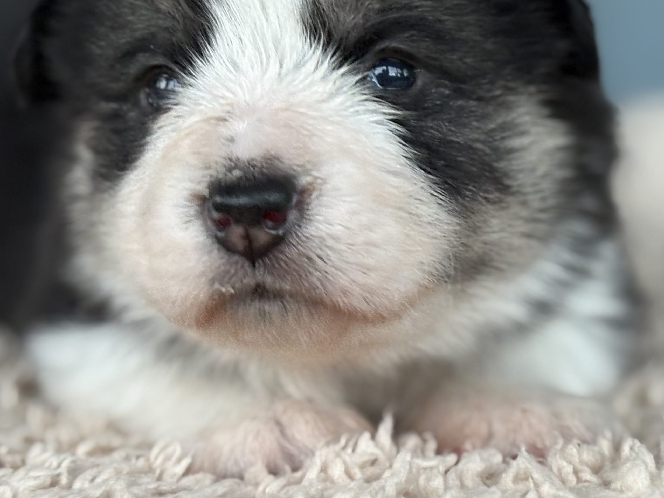 Welsh corgi pembroke