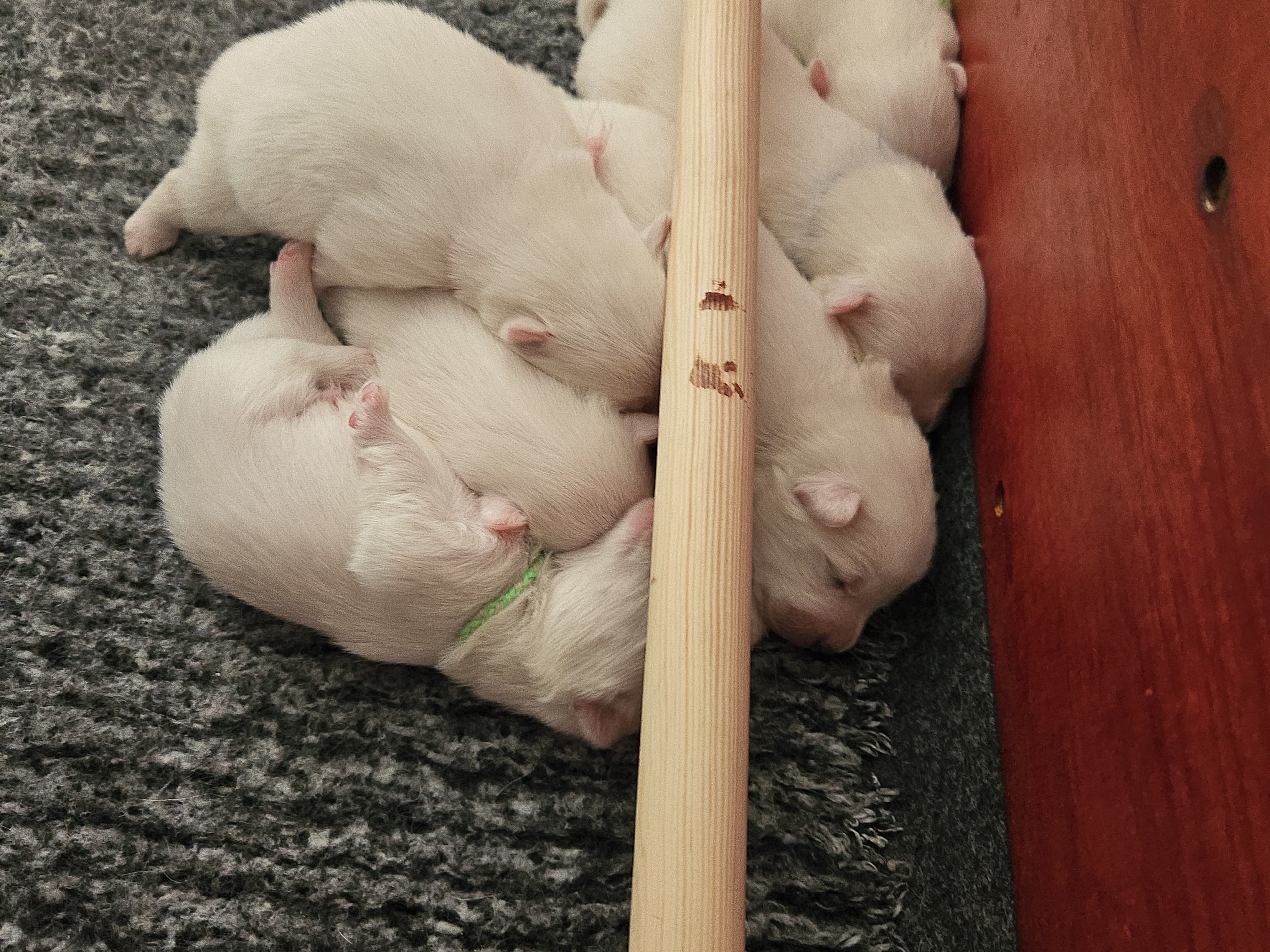 Dansk spisshund