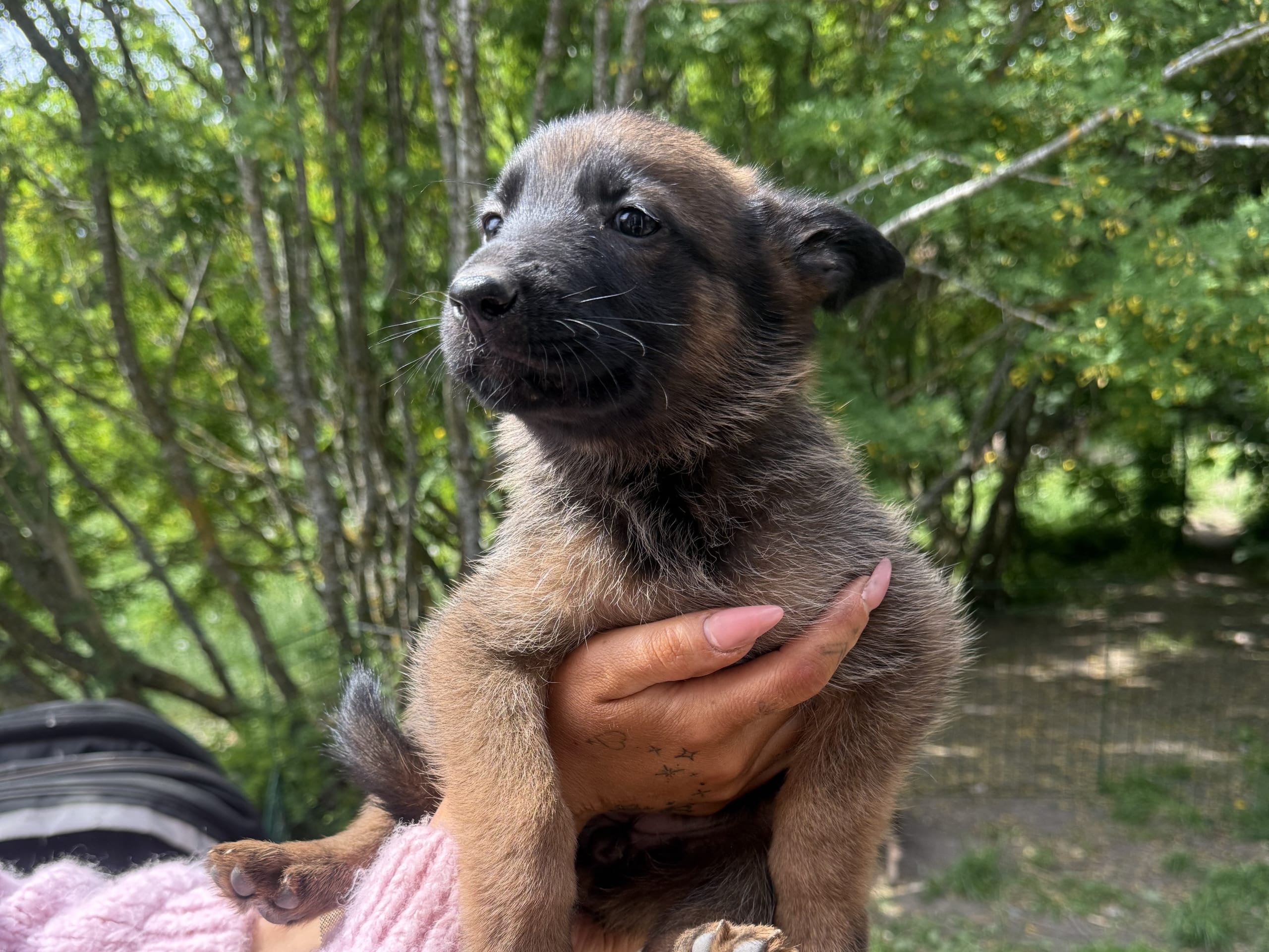 Belgisk fårehund, malinois