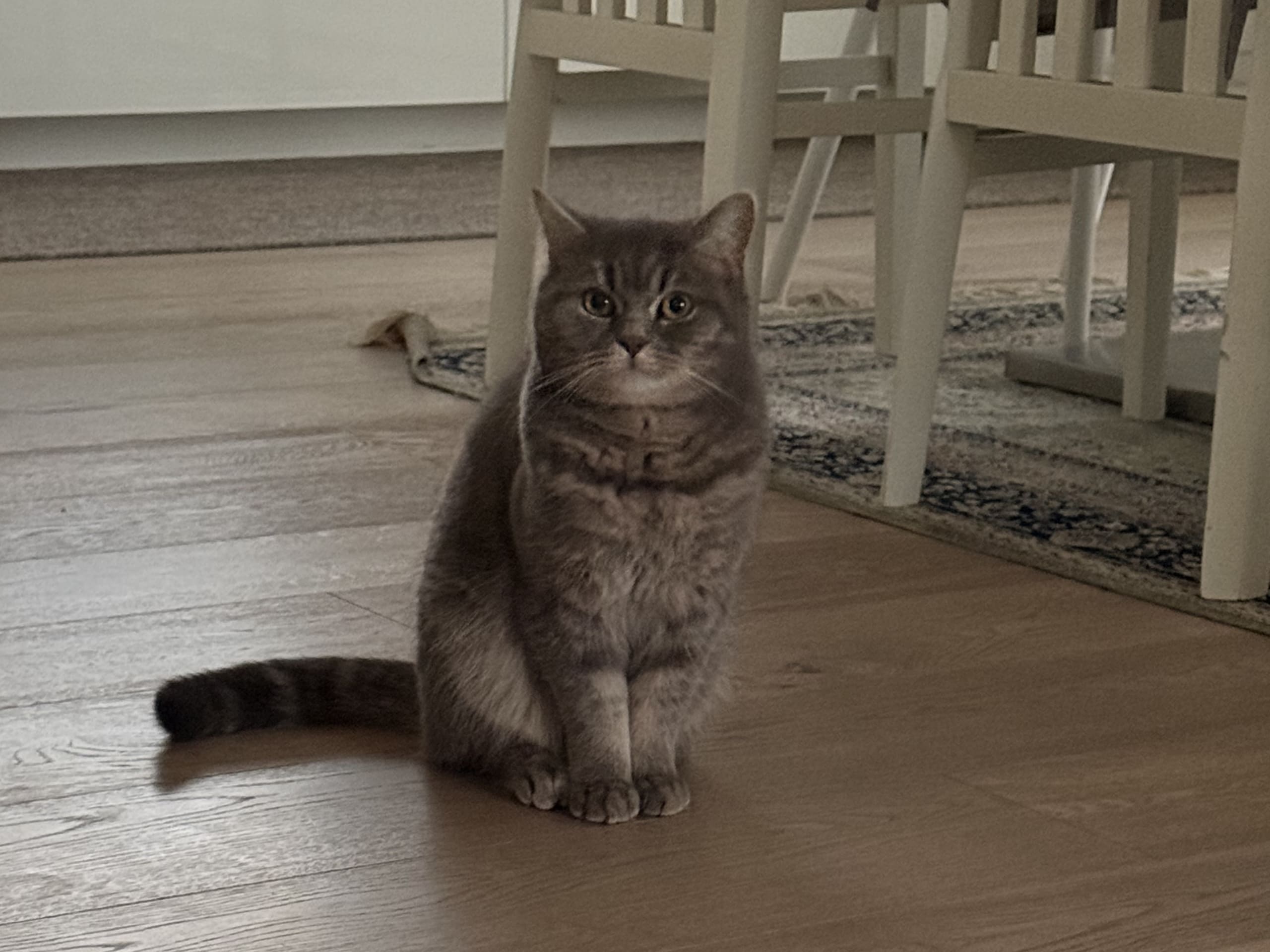 British Shorthair · Värnamo · Irnela B.