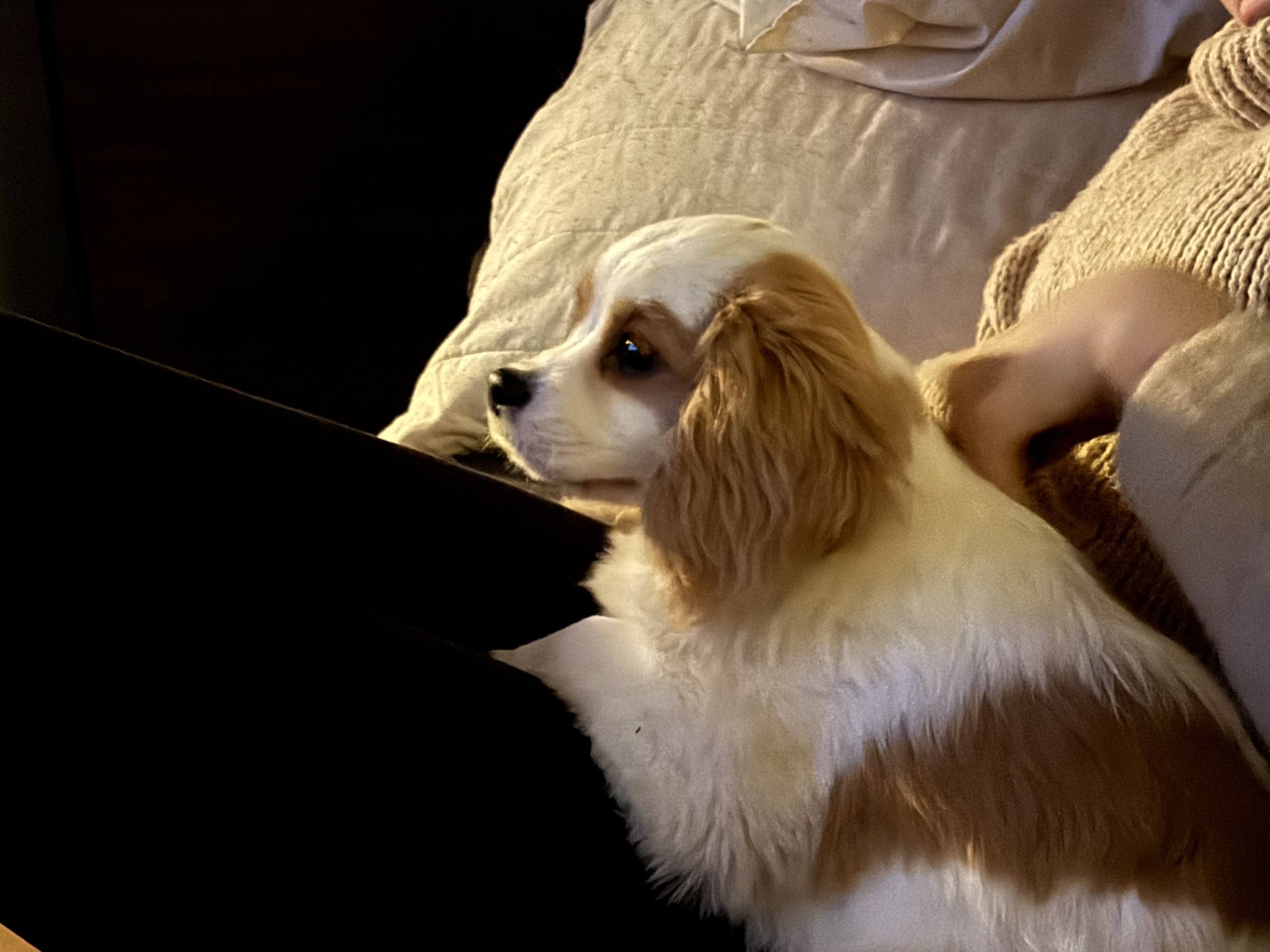 Cavalier king charles spaniel