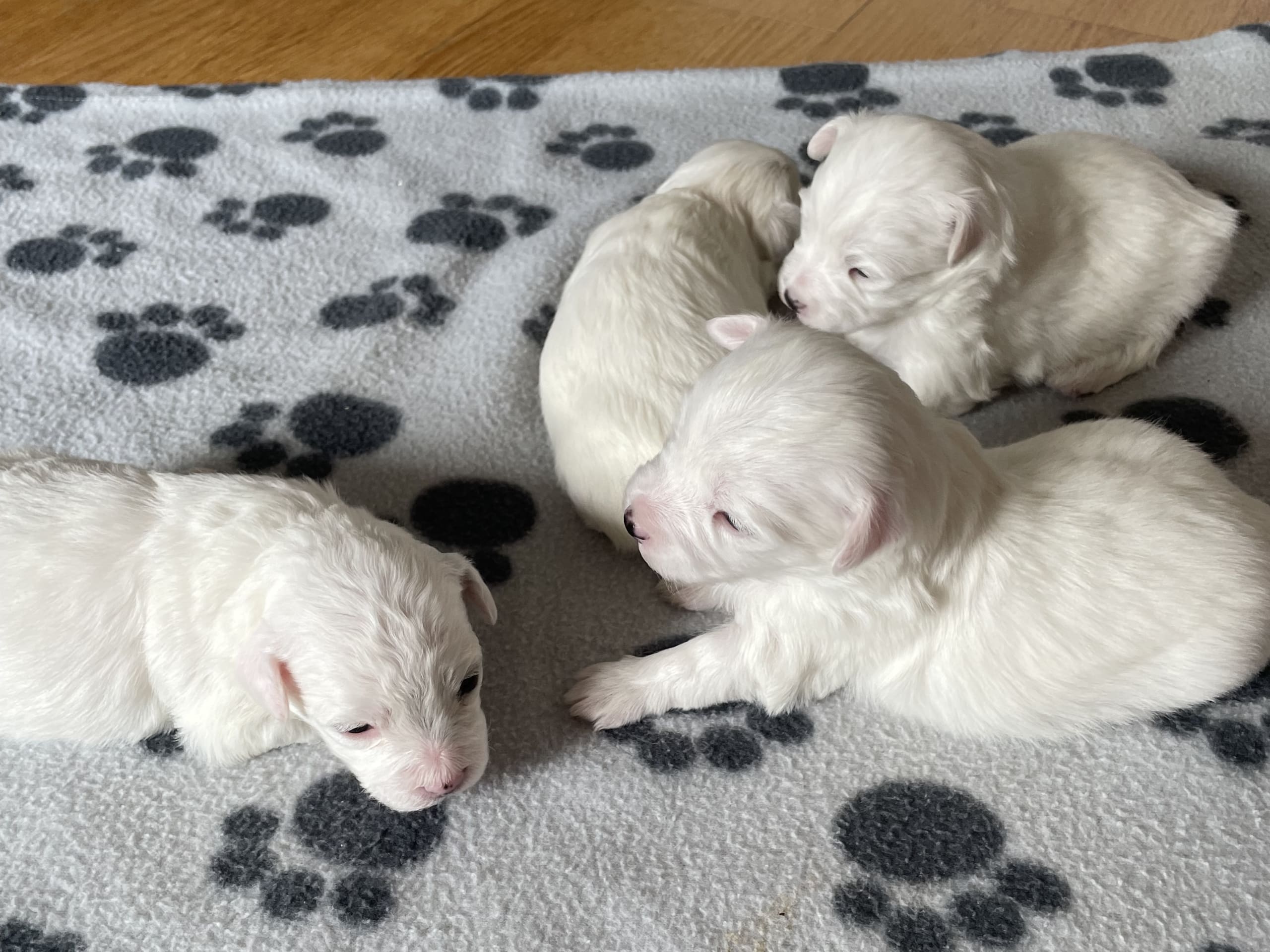 Bichon frisé · Staffanstorp · Ana K.