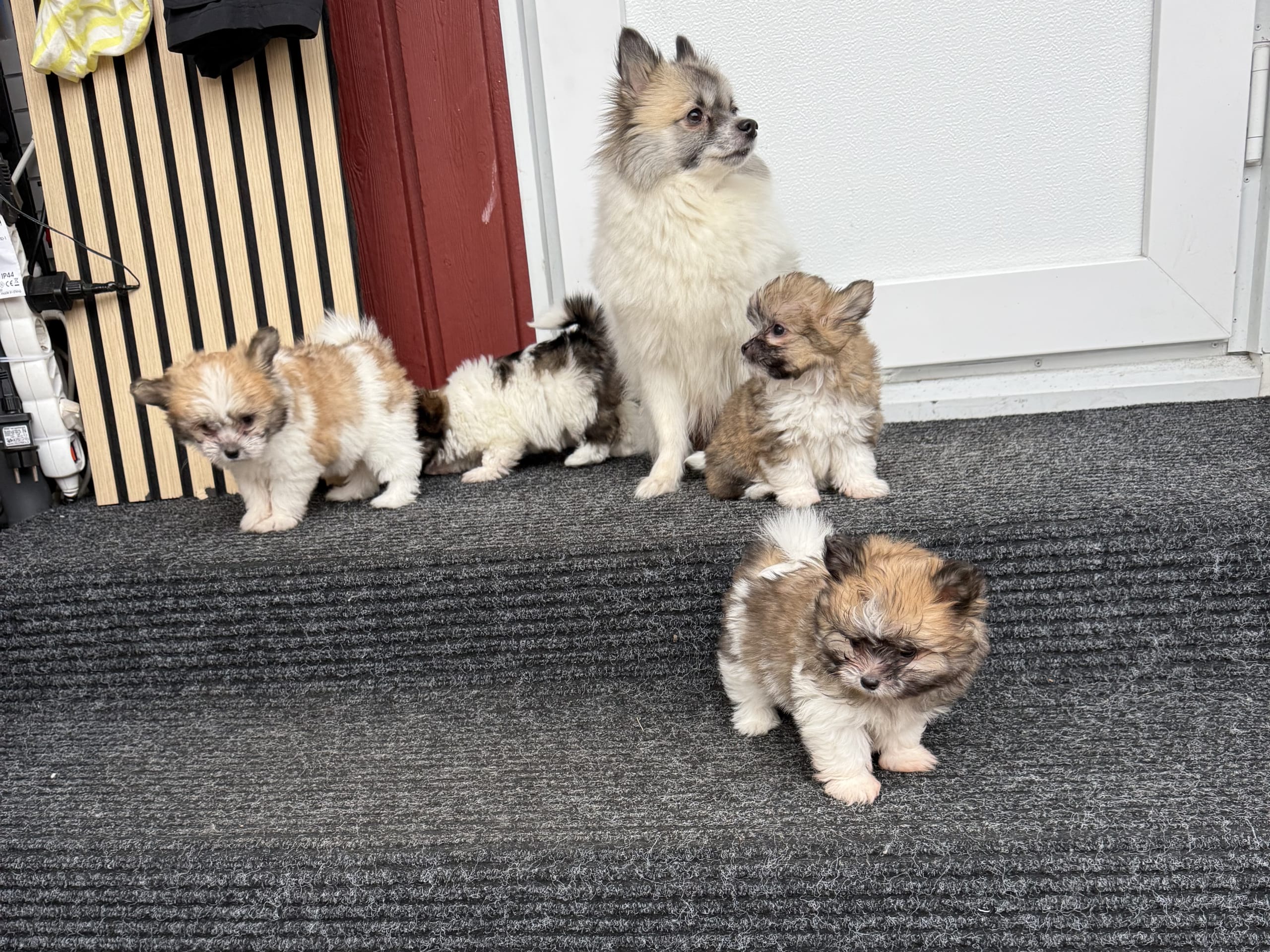 Blodhund