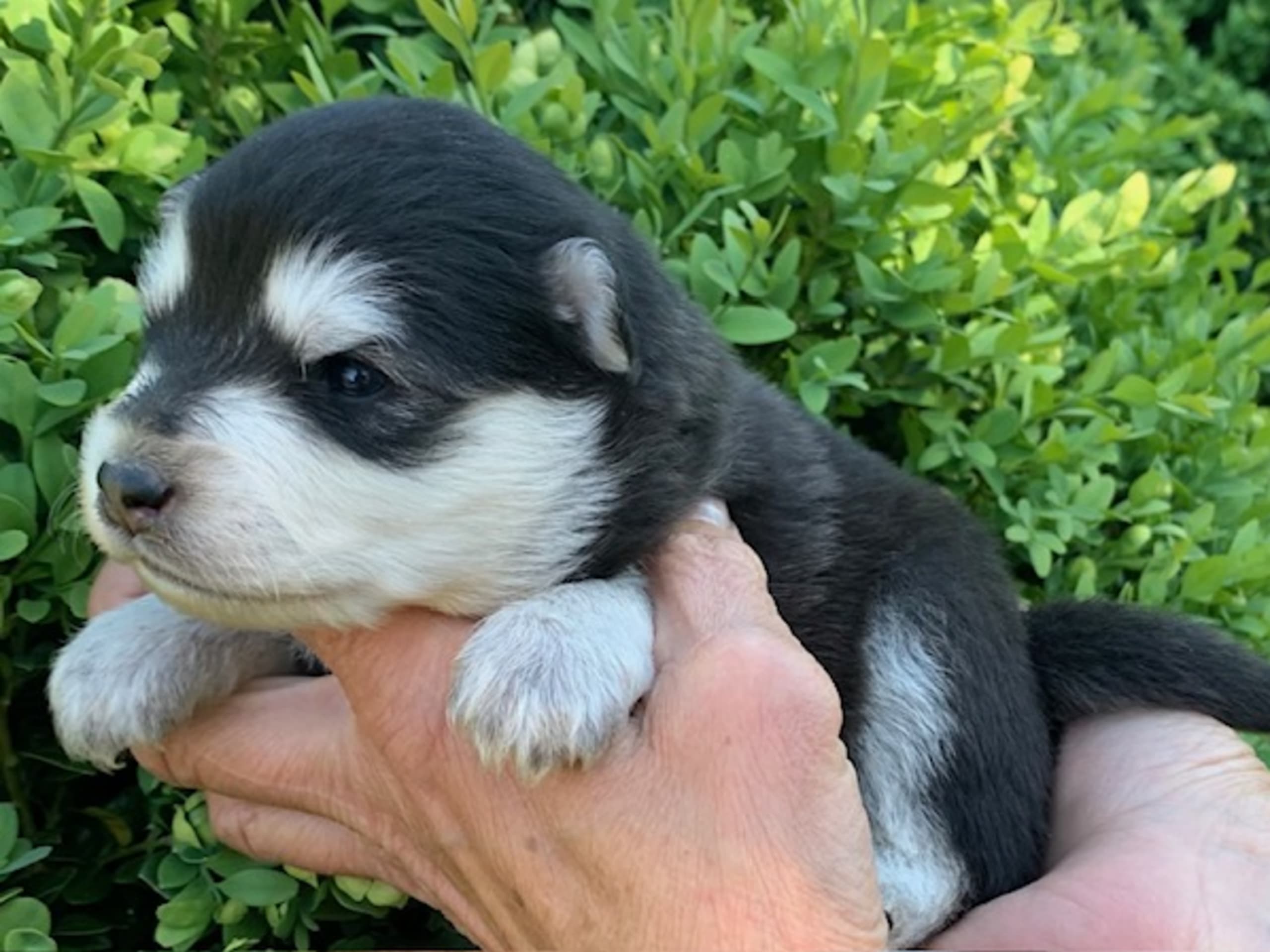 Finsk lapphund