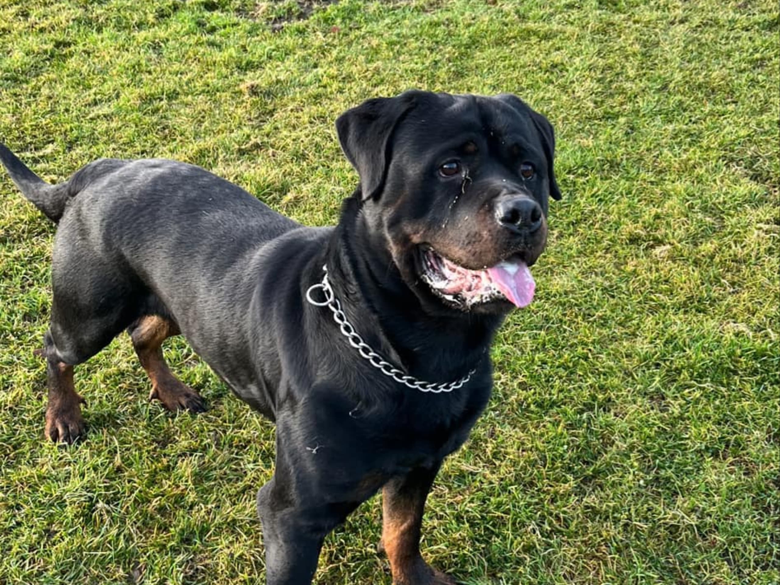Rottweiler