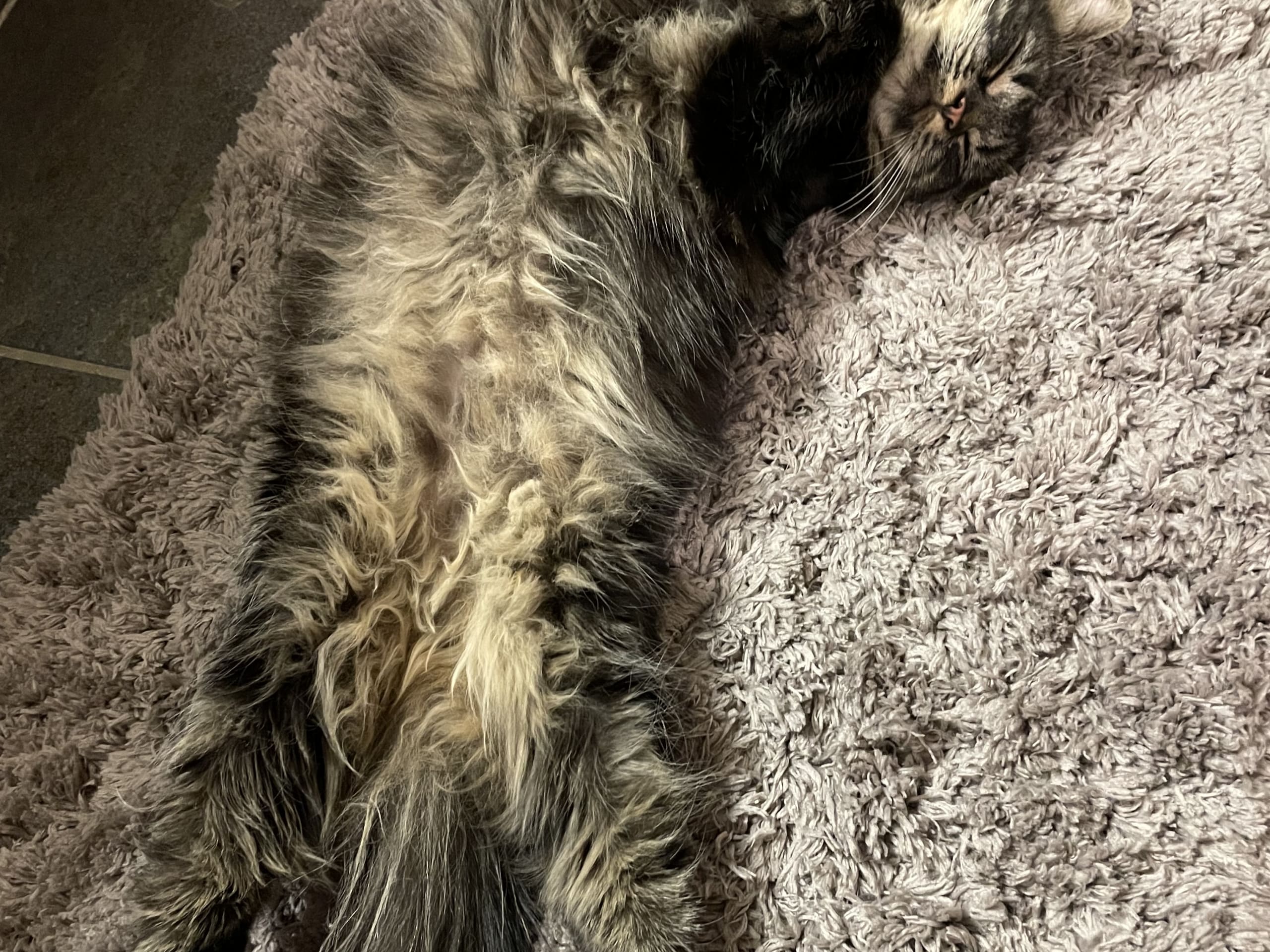 Norsk skogkatt · Stjørdal · Emilie H.