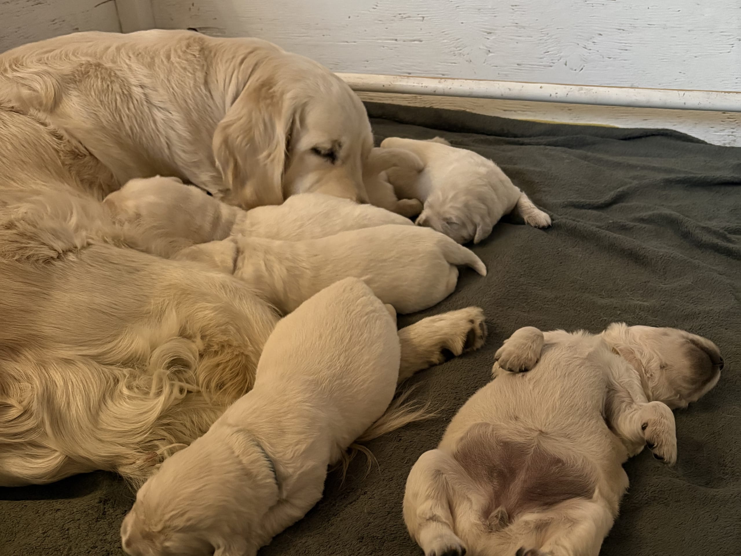 Golden retriever