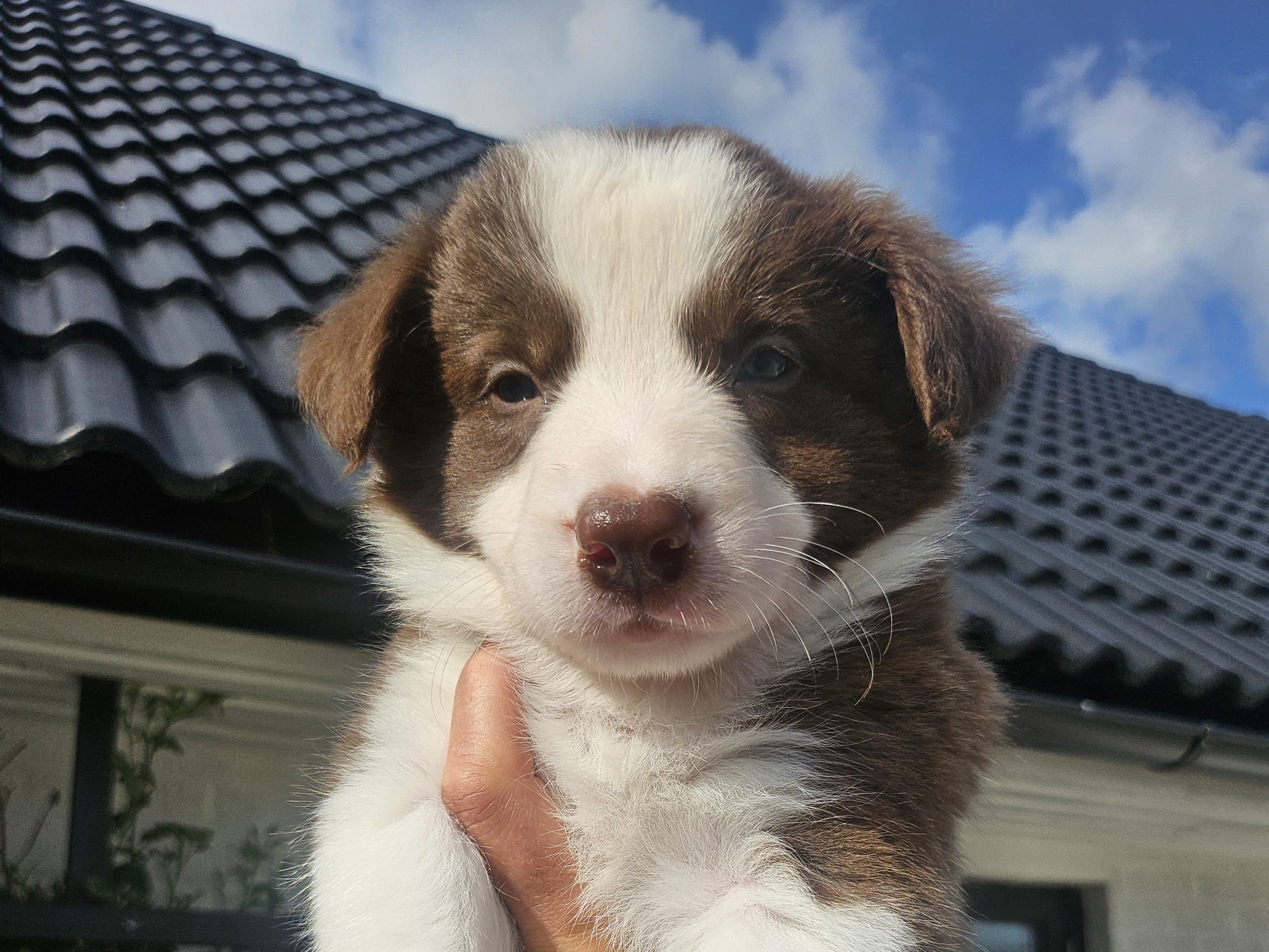 Border collie
