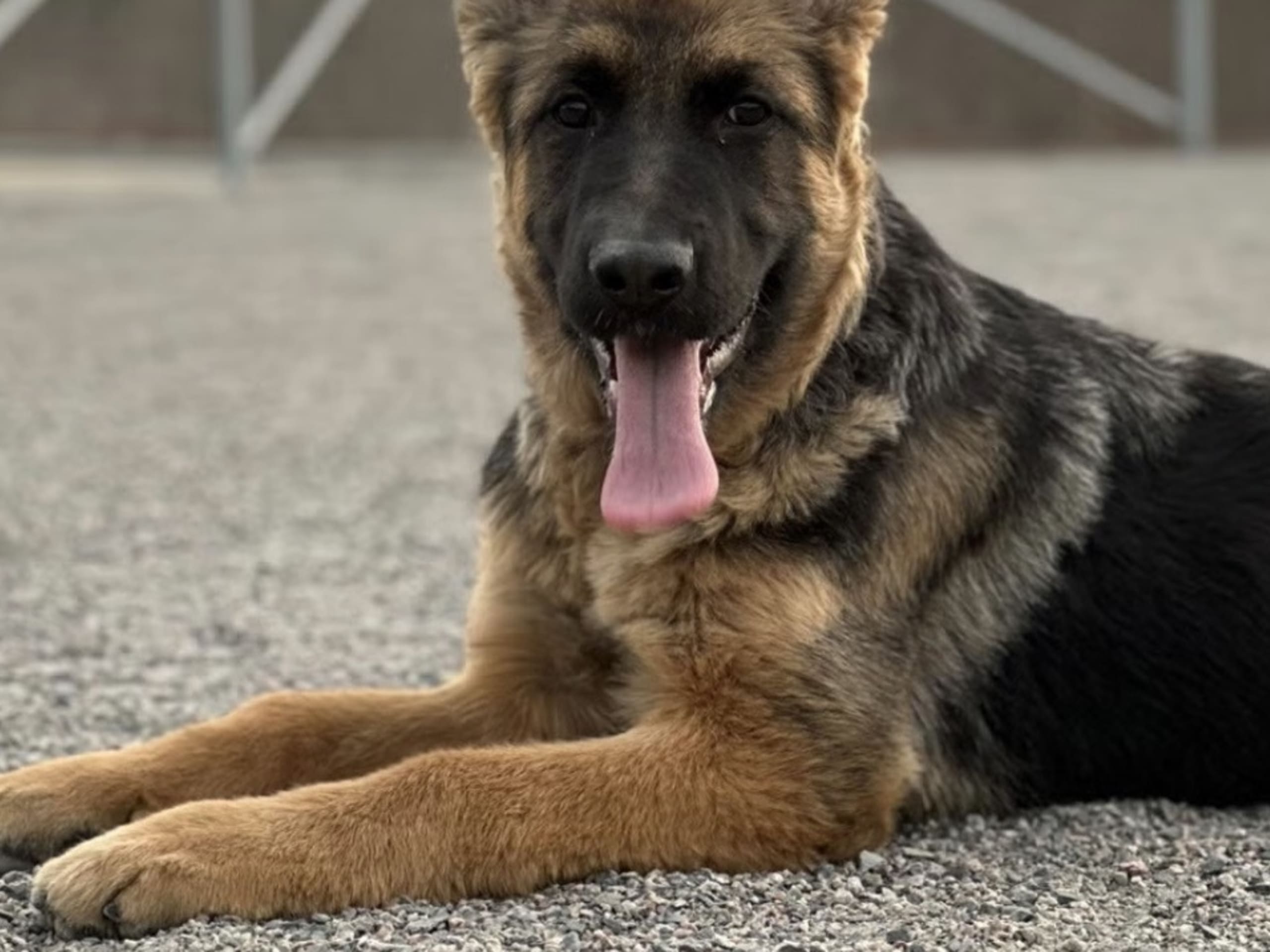 Schäferhund