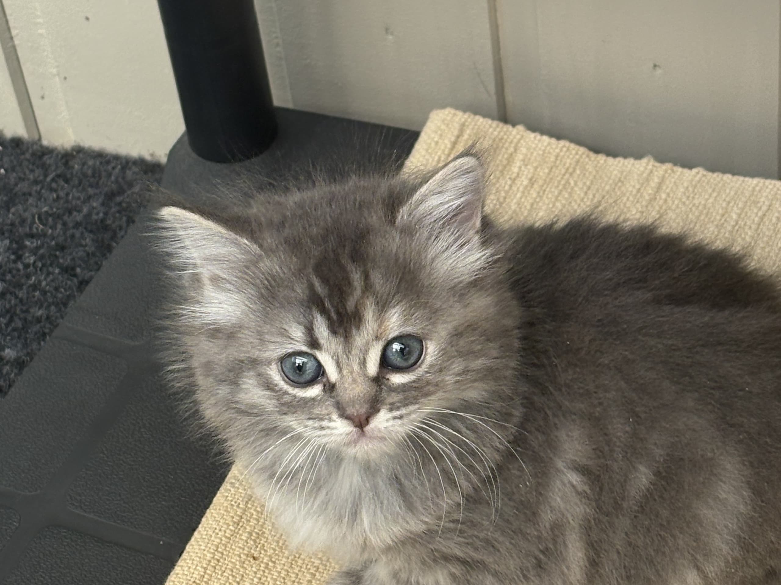 Ragdoll · Rörvik · Evelina S.