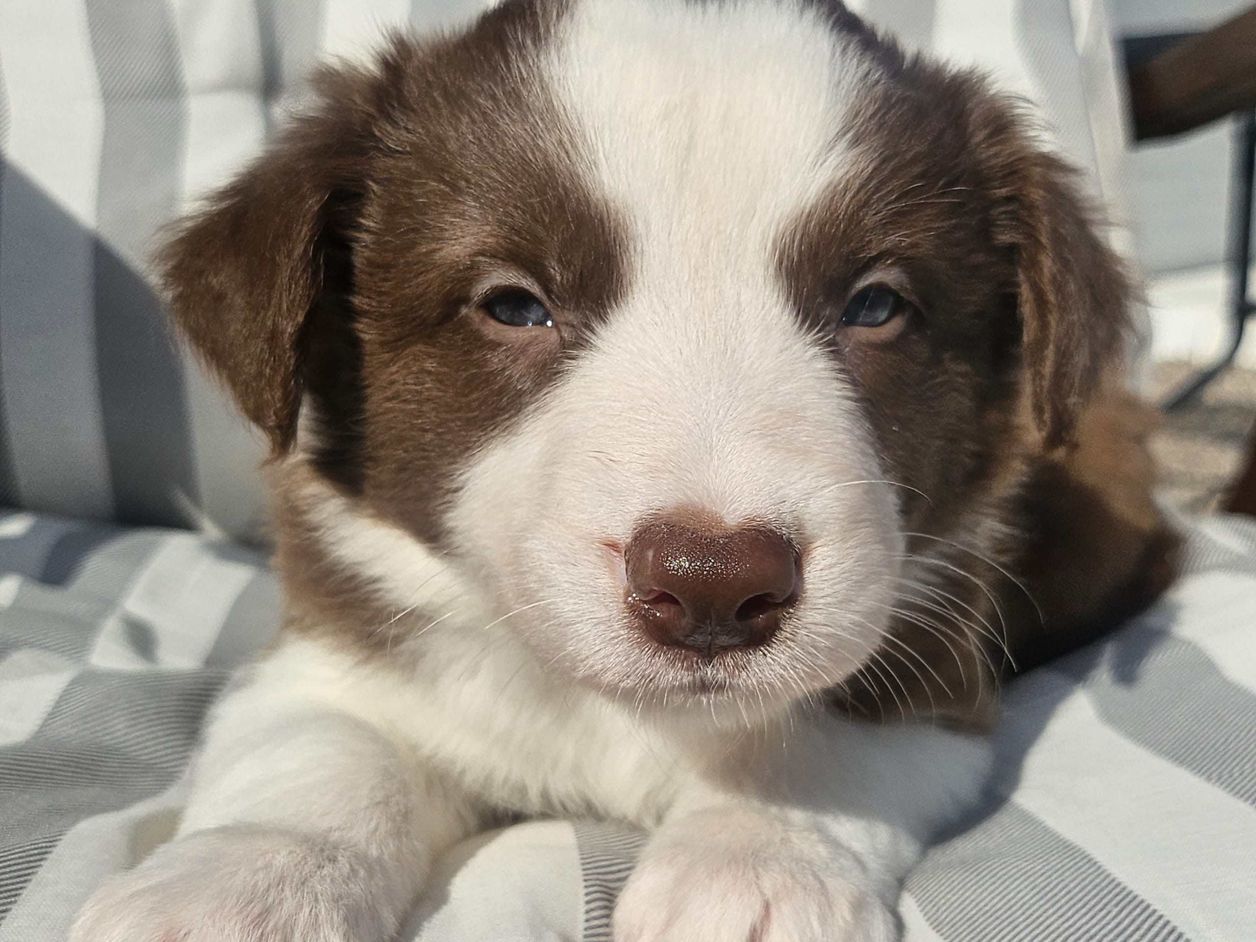 Border collie