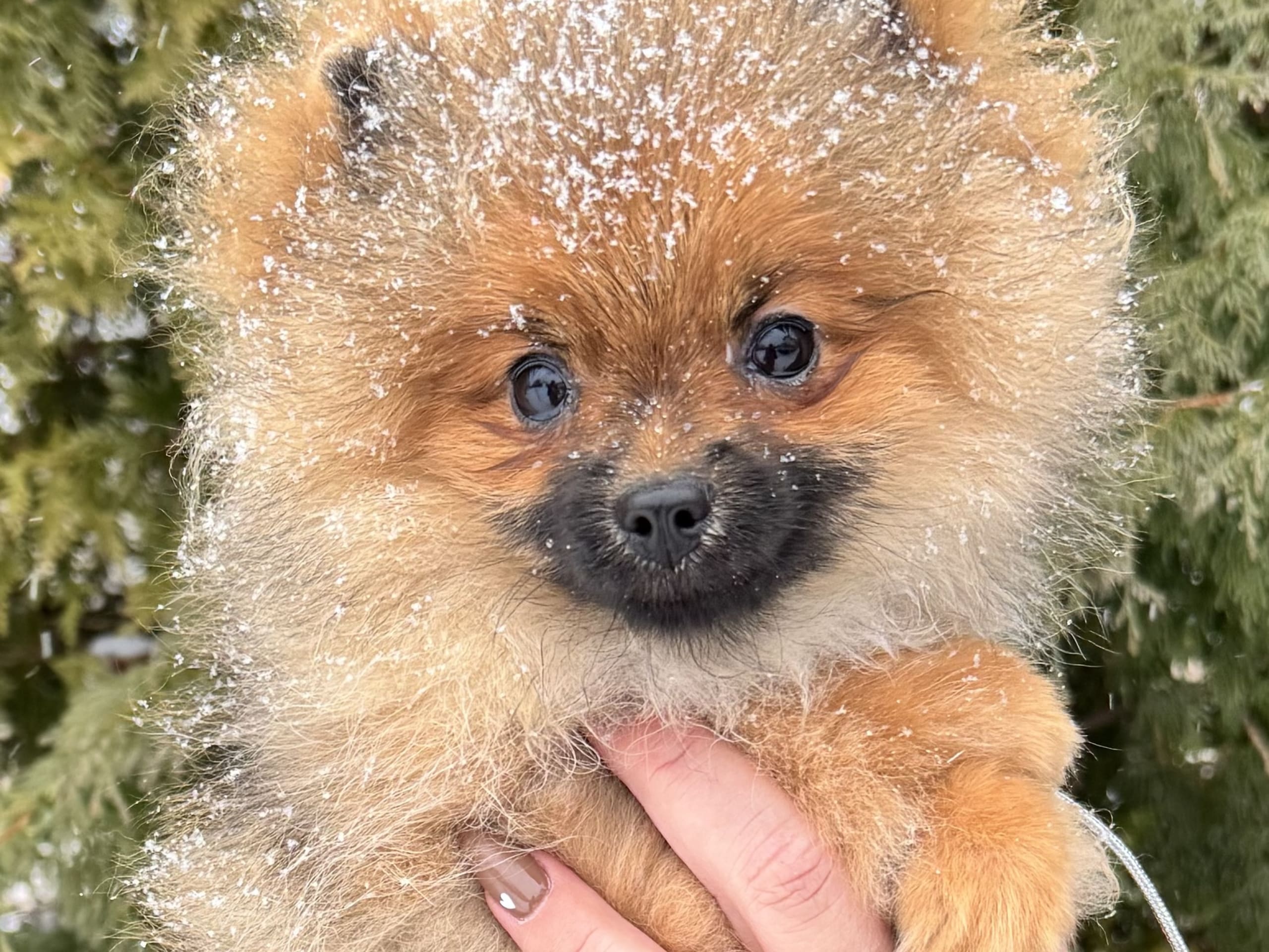 Pomeranian