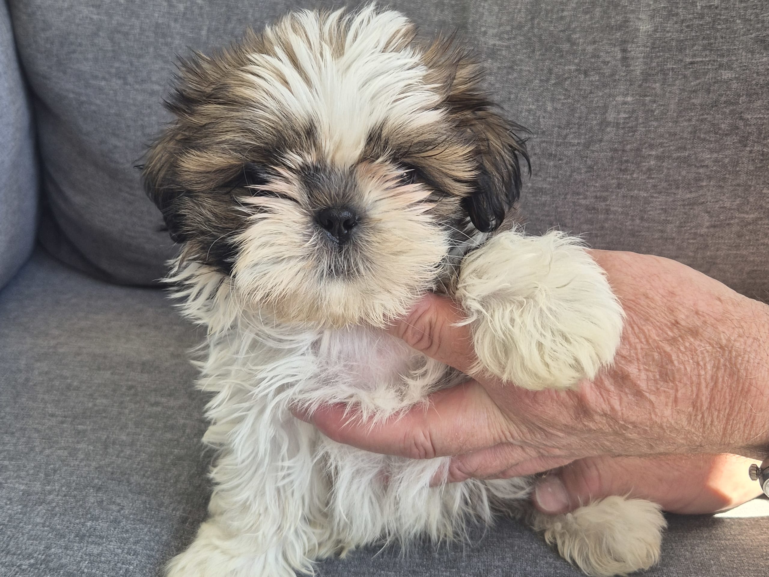 Shih tzu · Upplands Väsby · Majonies