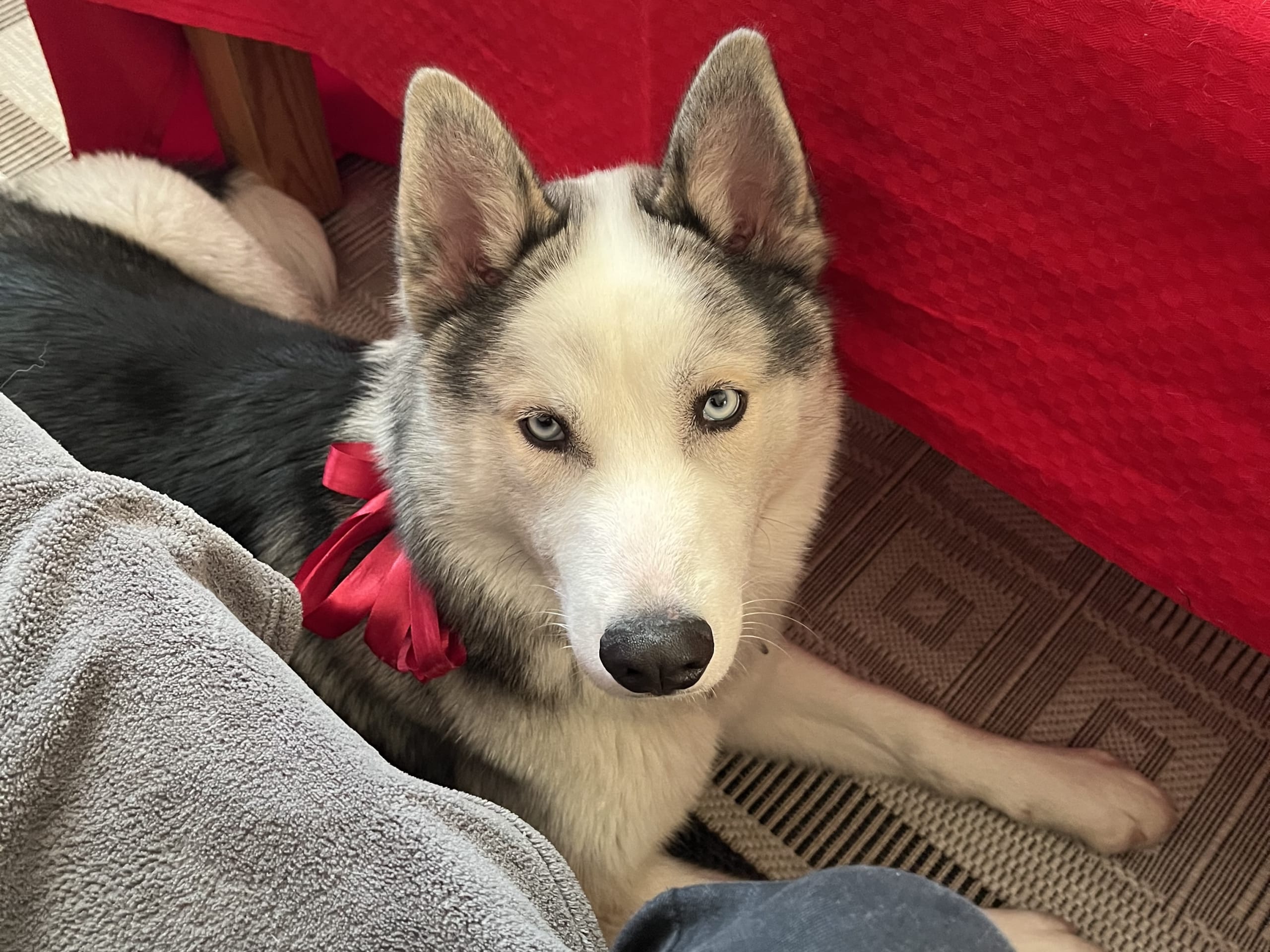 Siberian husky