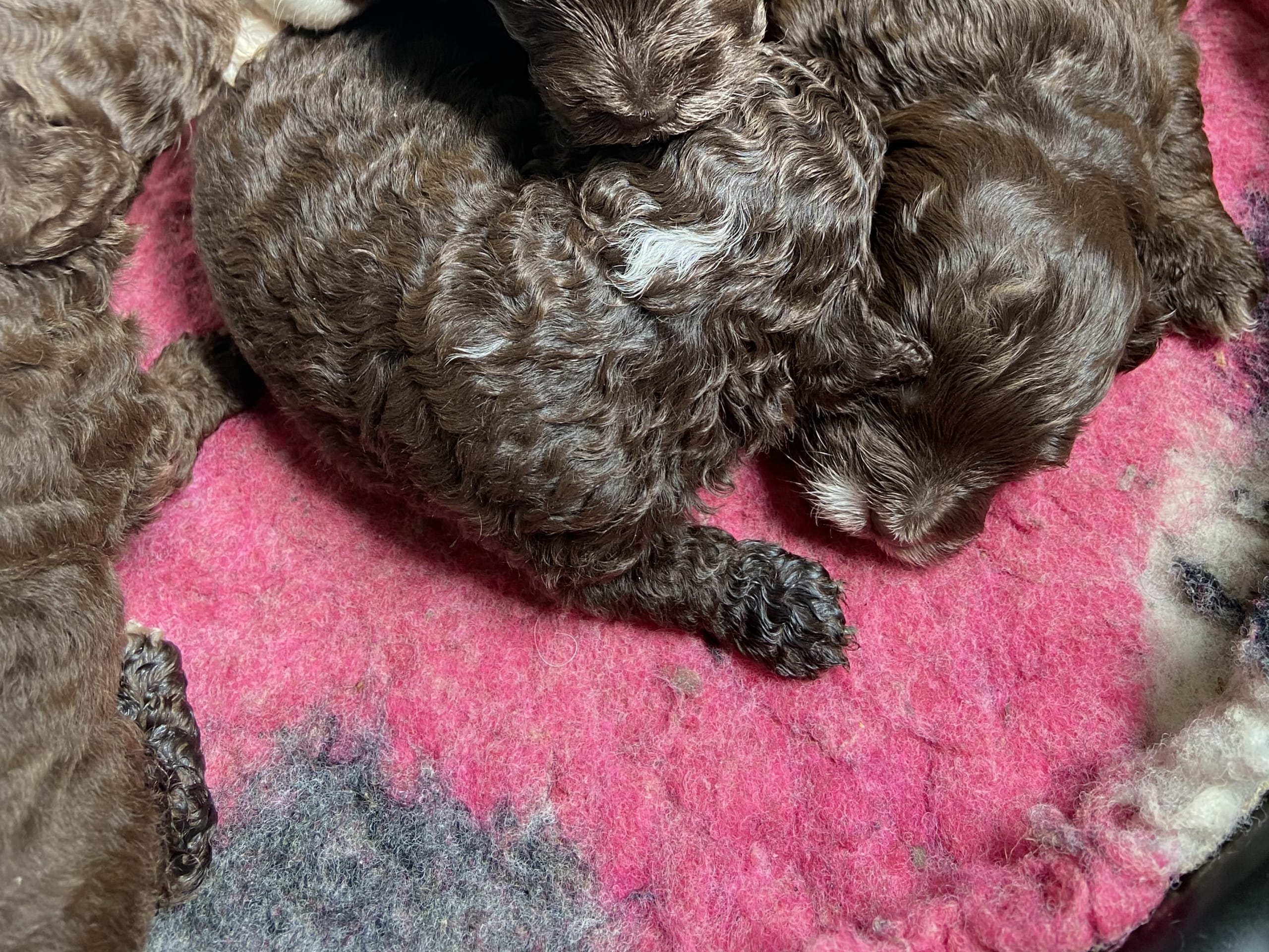 Shihpoo · Nol · Lyckliga Vovven