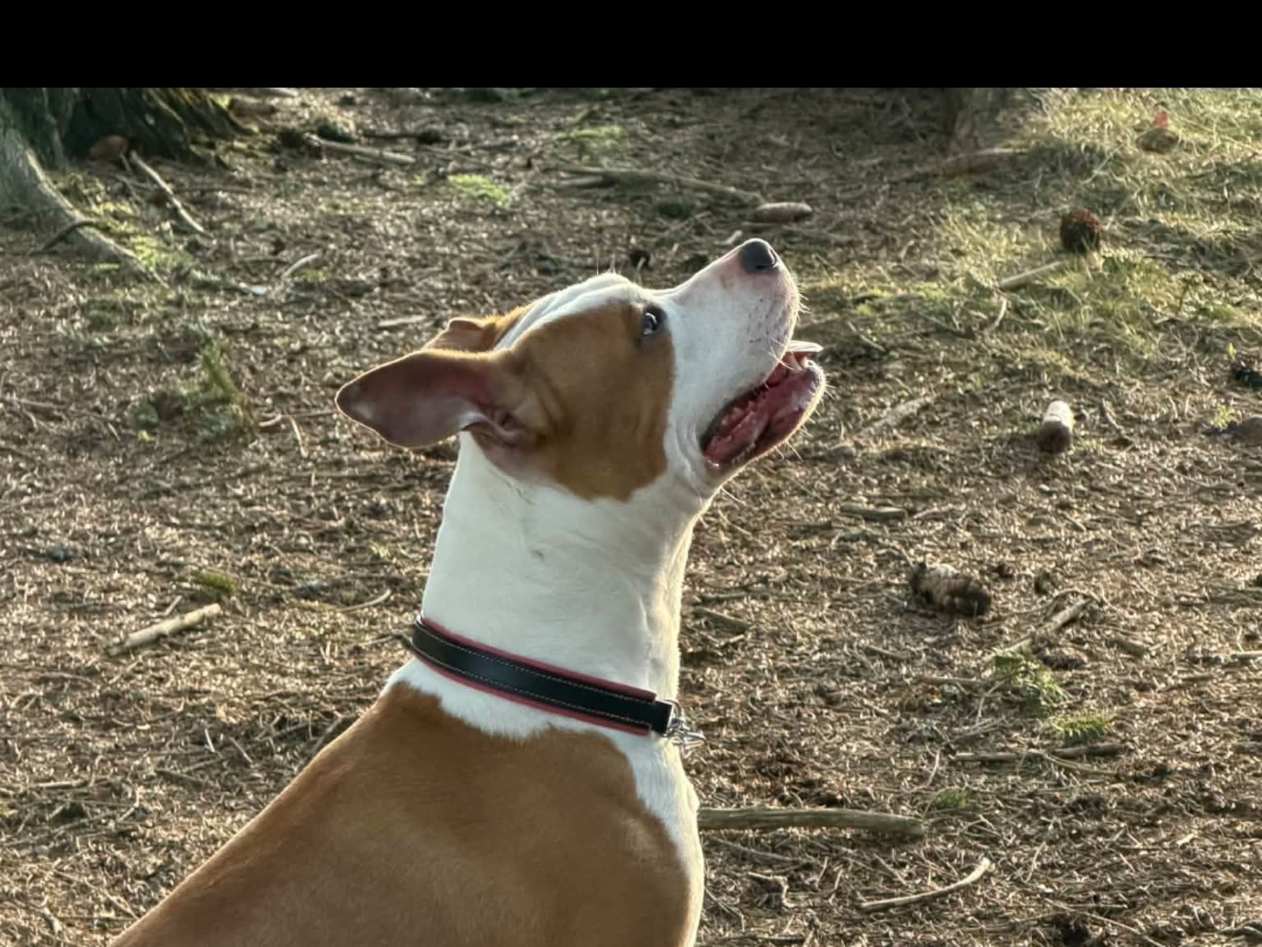 American Staffordshire Terrier · Perstorp · Annicanina's