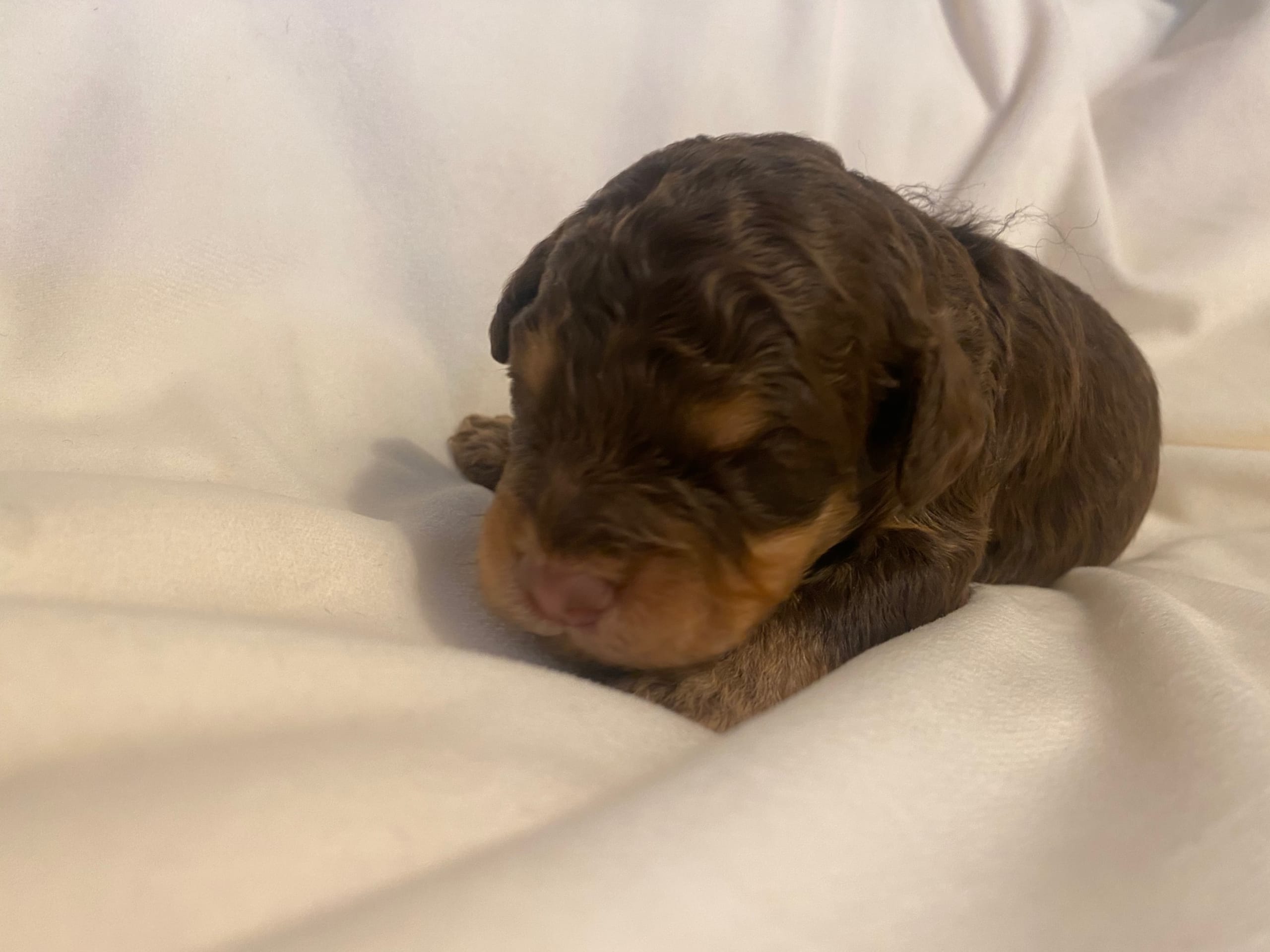 Lagotto romagnolo · Djursholm · Redéns Lagotto