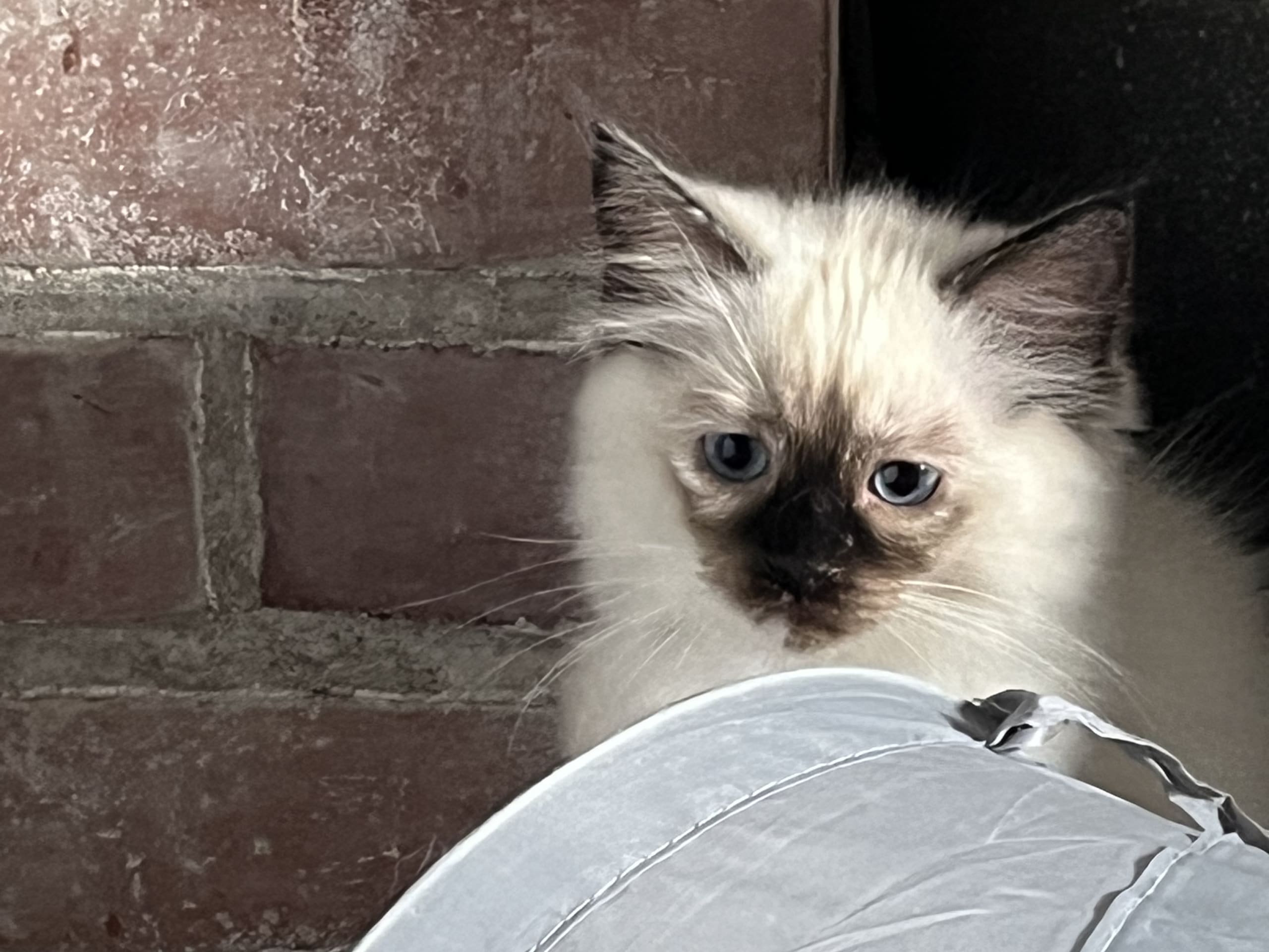 Ragdoll · Hässleholm · Jeanette S.