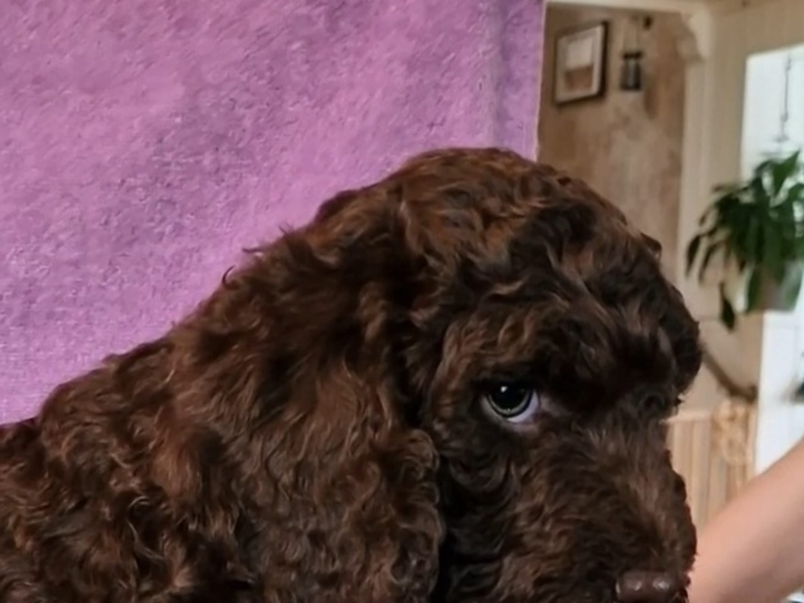 Perro de Agua Espanol