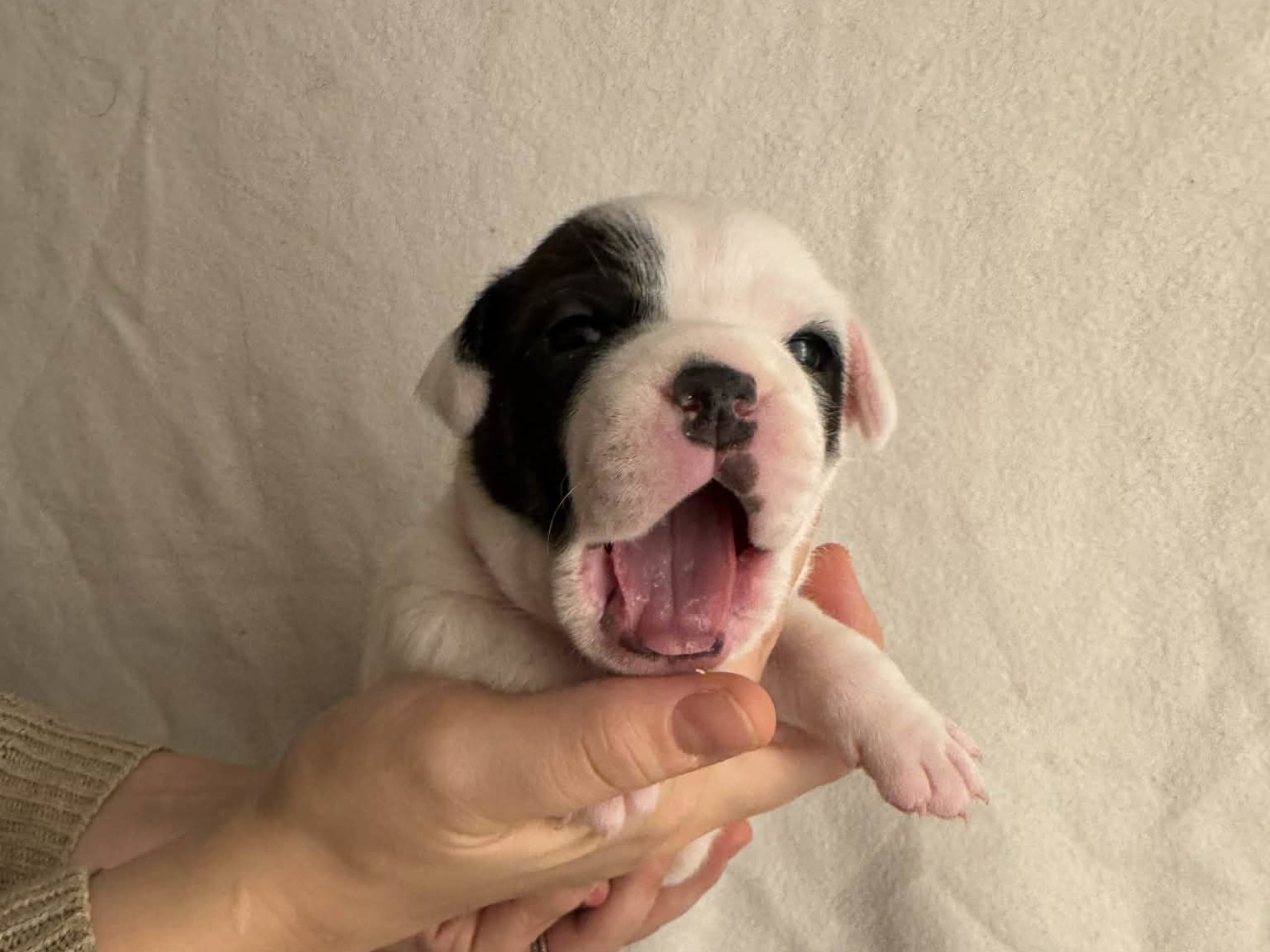 Staffordshire bullterrier