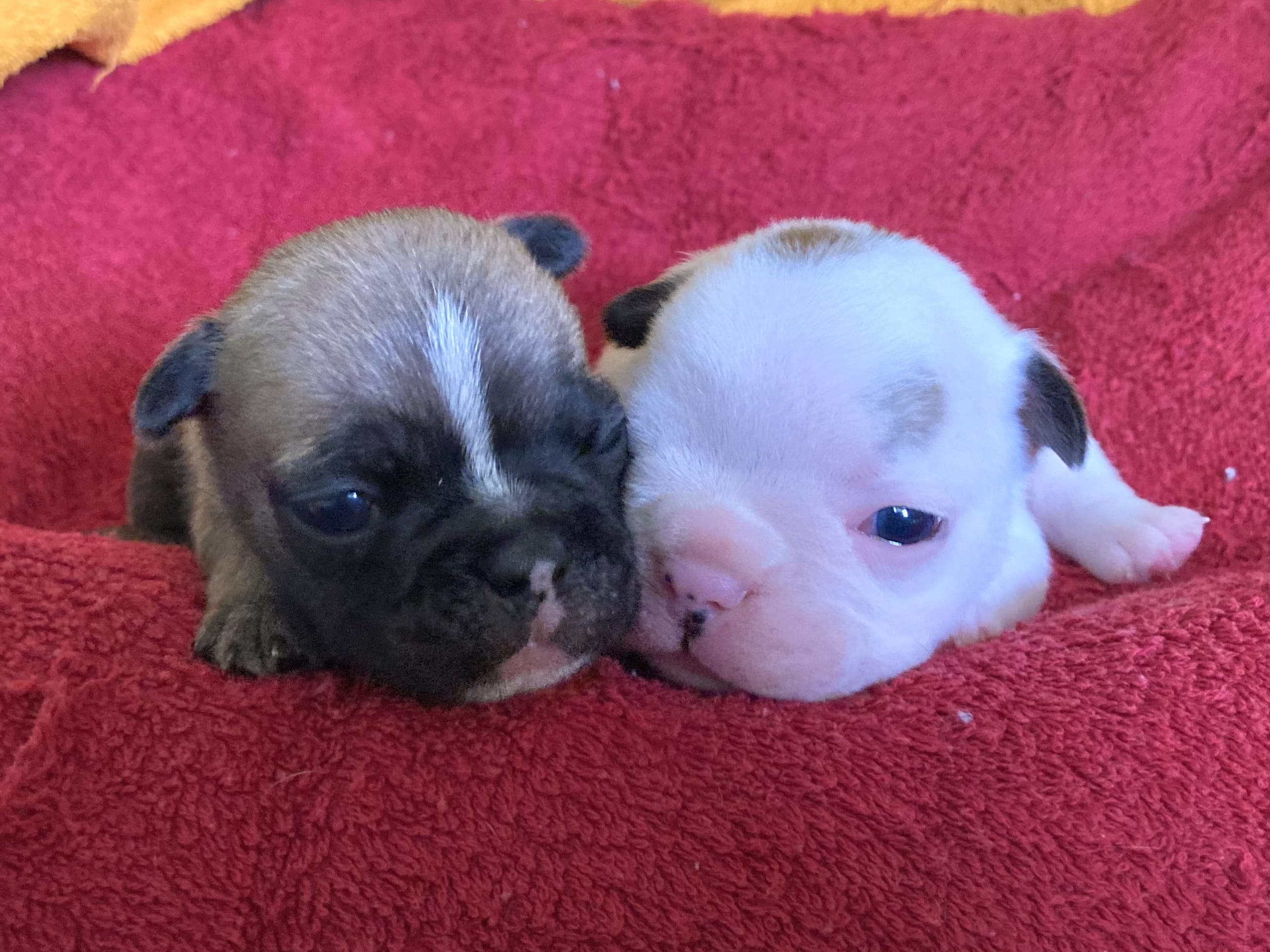 French Bulldog · östervåla · Dexline's