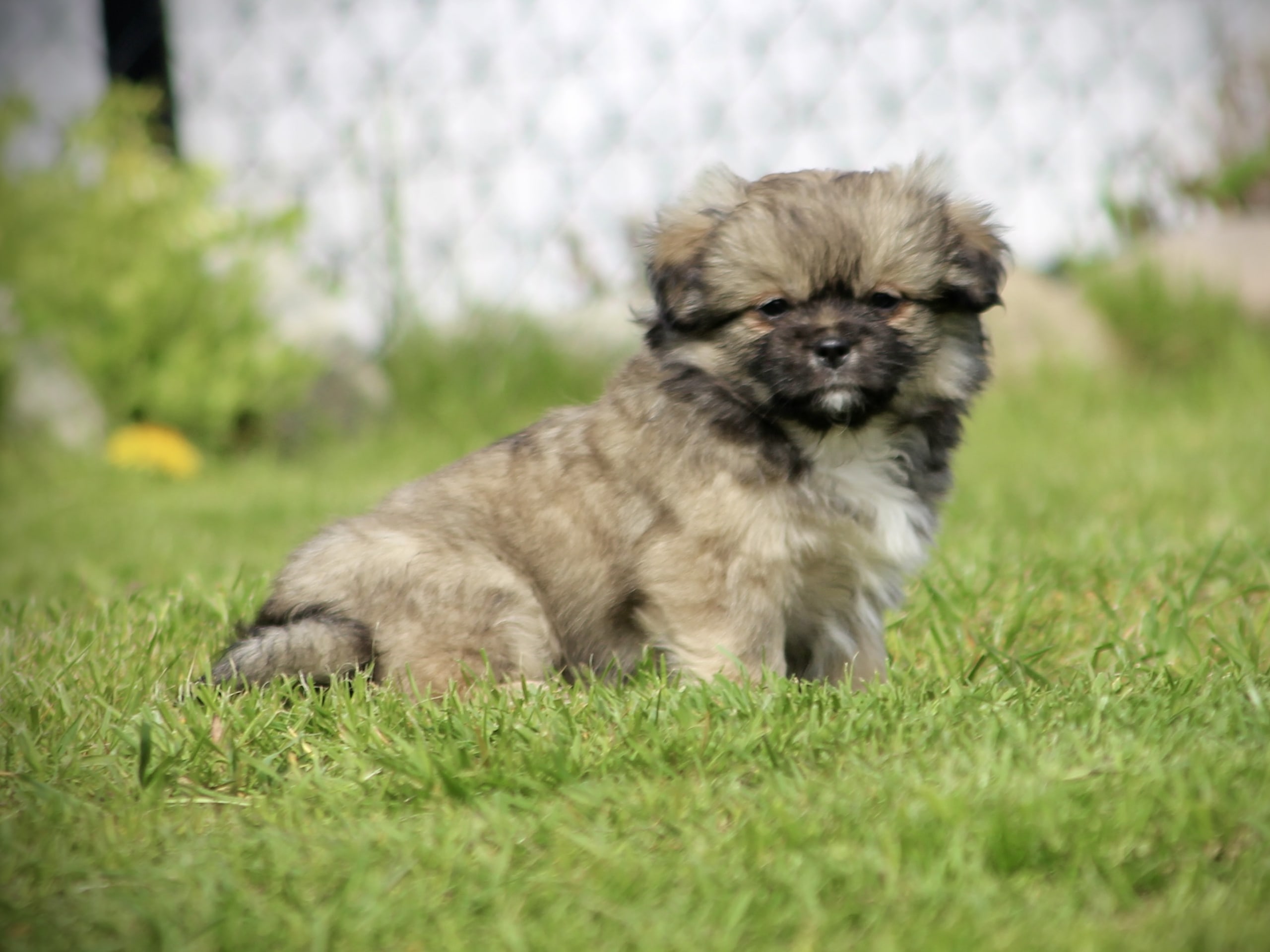 Tibetansk spaniel