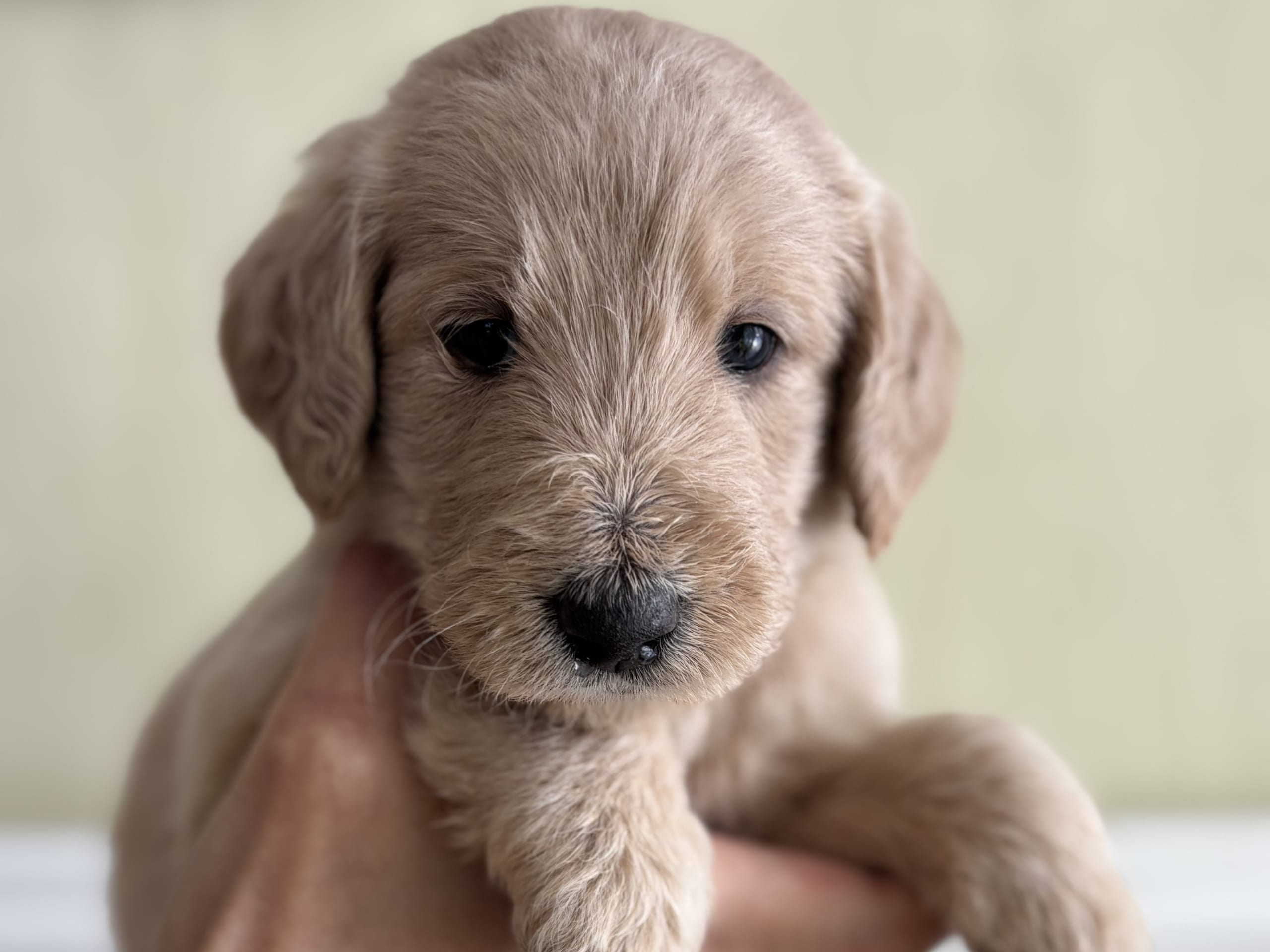 Labradoodle