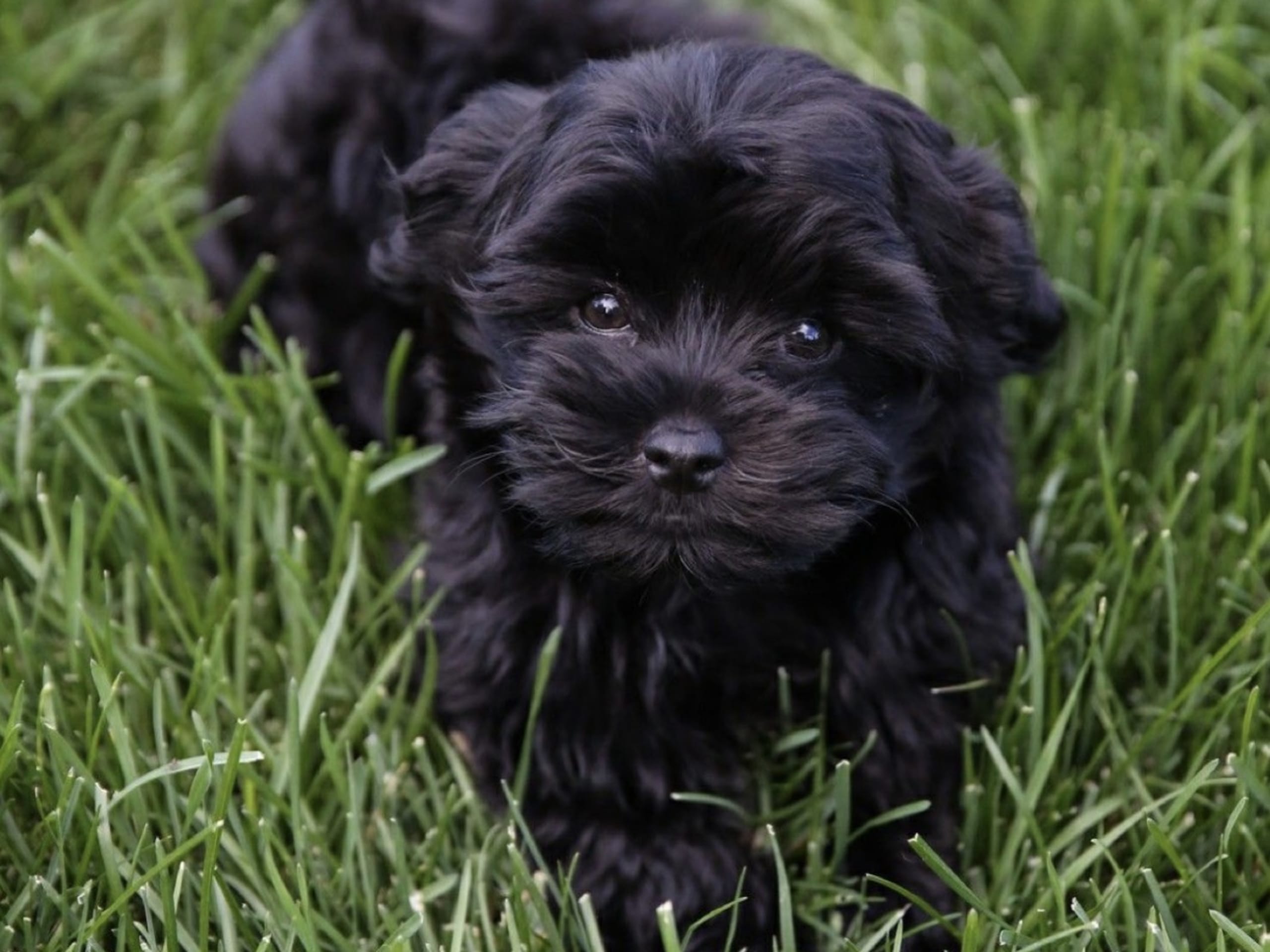 Bichon havanais