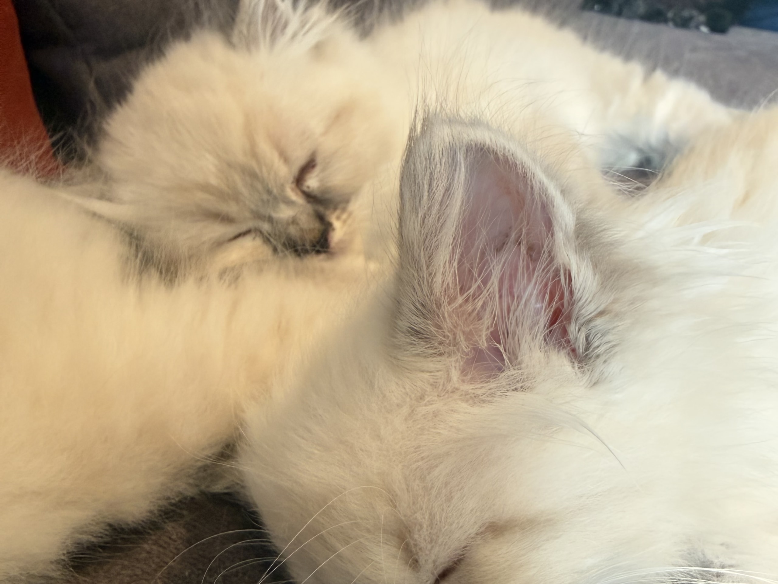 Neva Ragdoll · Tolvsrød · Leirvik