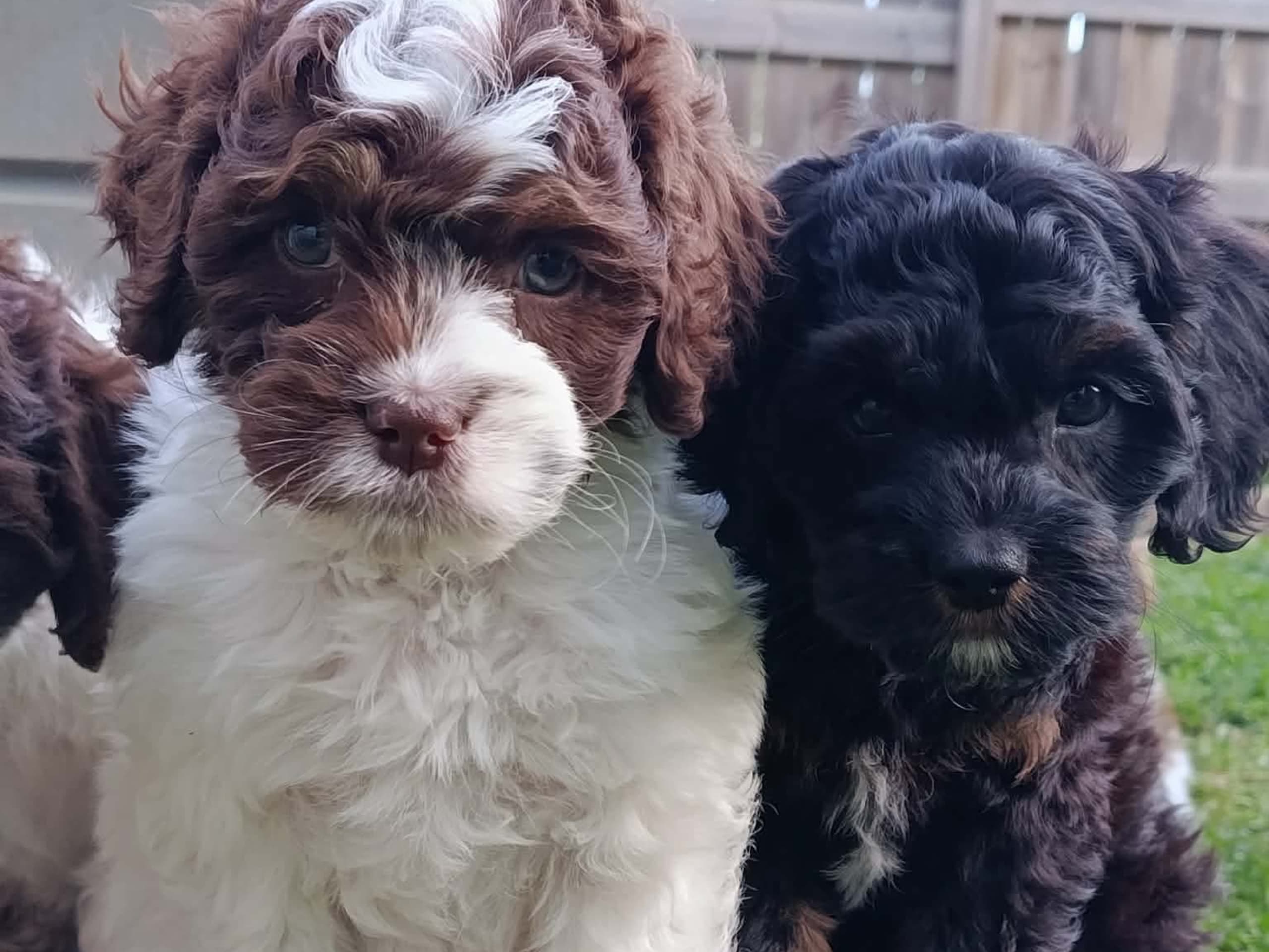 Cockerpoo · Hjortkvarn · Hjortkvarns Cavapoo